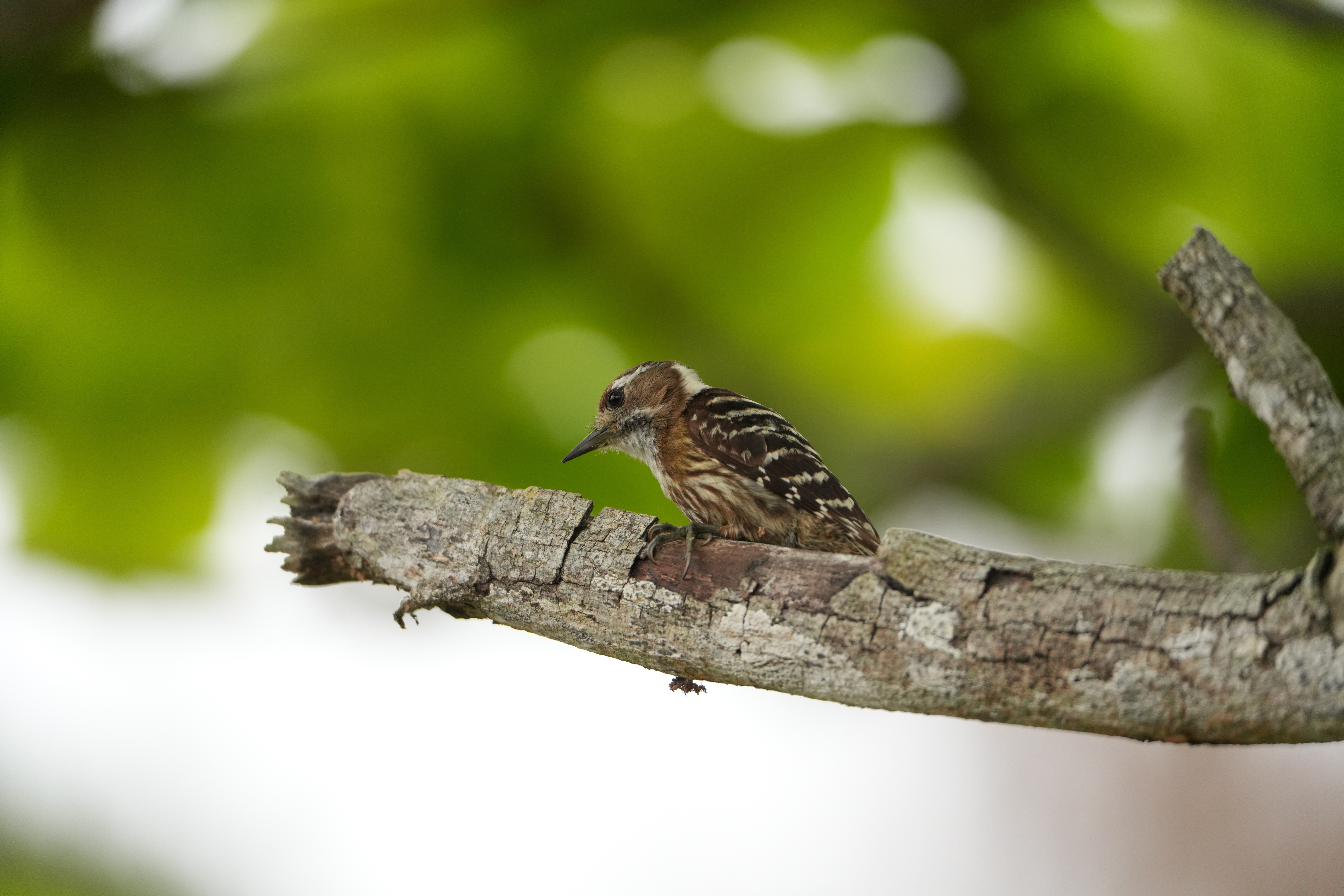 SONY FE 200-600mm F5.6-6.3 G OSSレンズフット付き コミュレビ」「エブリバディ・コンシェルジュ」｜マップカメラ