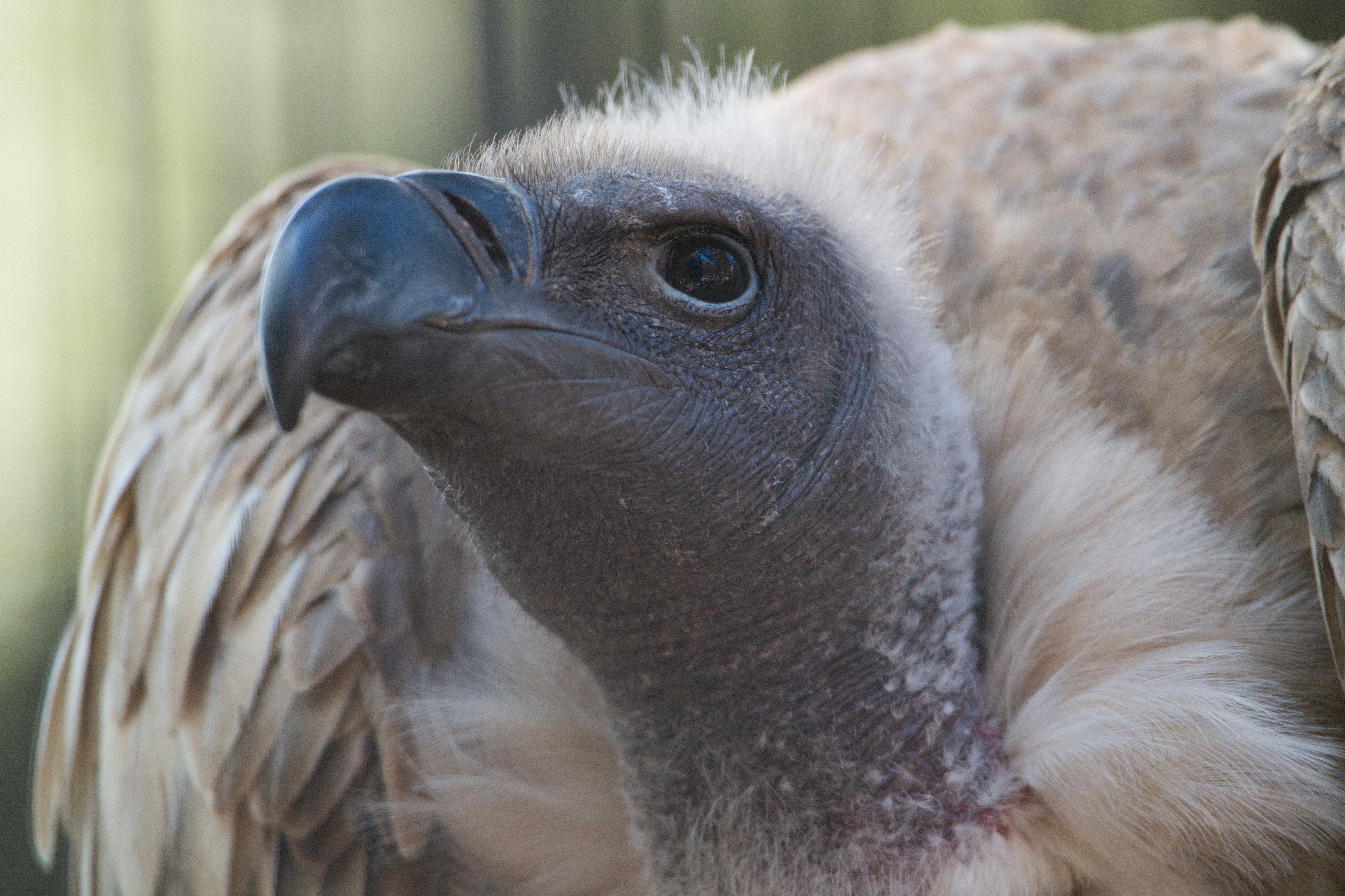 SONY FE 200-600mm F5.6-6.3 G OSSレンズフット付き コミュレビ」「エブリバディ・コンシェルジュ」｜マップカメラ