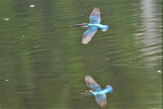 コミュレビ」「エブリバディ・コンシェルジュ」｜マップカメラ｜日本