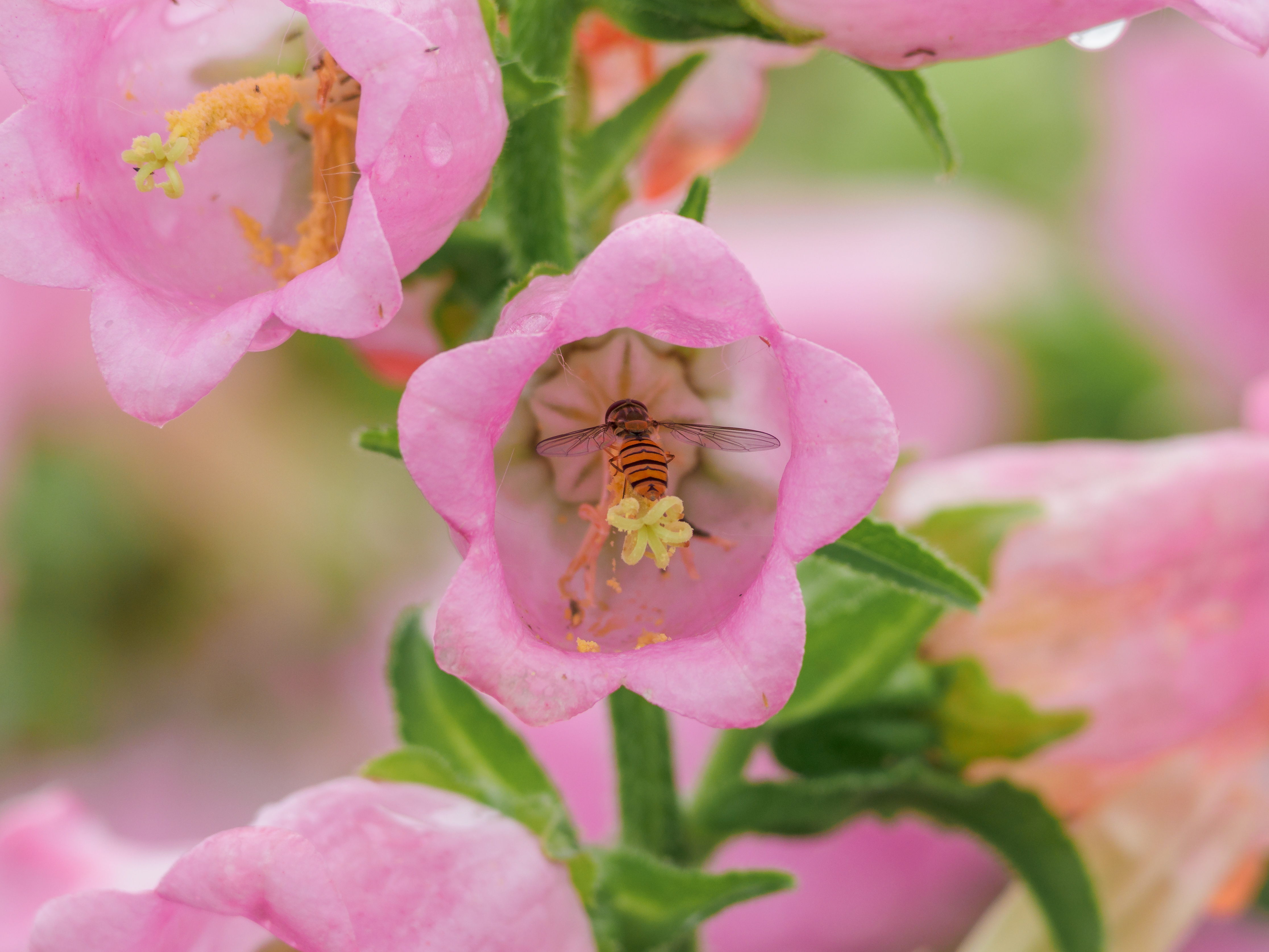 コミュレビ」「エブリバディ・コンシェルジュ」｜マップカメラ｜日本