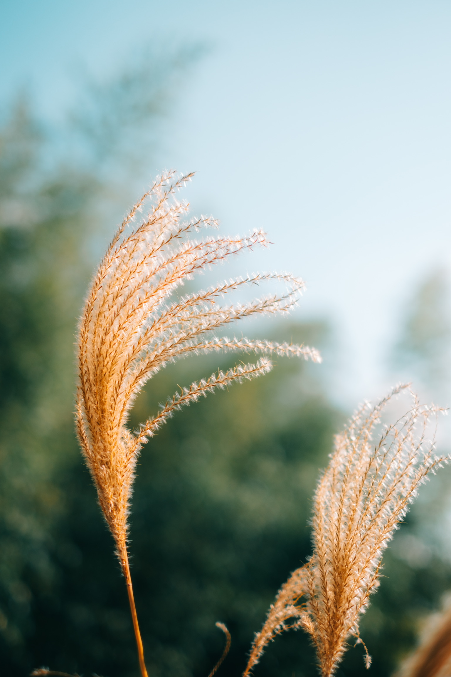 その他 fringer EF-FX PRO II KIPON EOS-FX 0.7x Windowsデスクトップパソコン 楽天市場】【展示品】 富士通