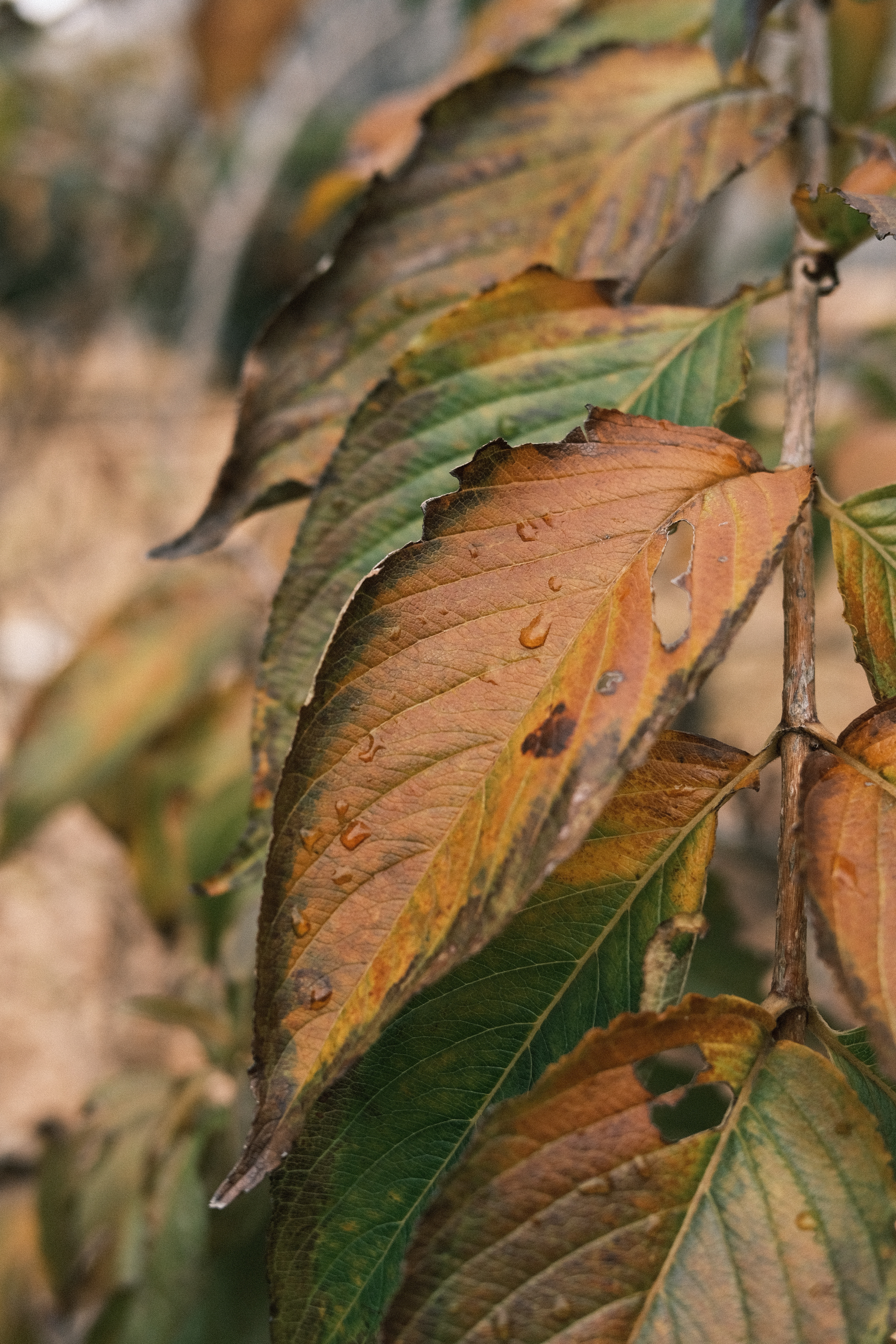 その他 SONY 75-300F4.5-5.6 SONY FE 24-50mm F2.8 G SEL2450G ZX2