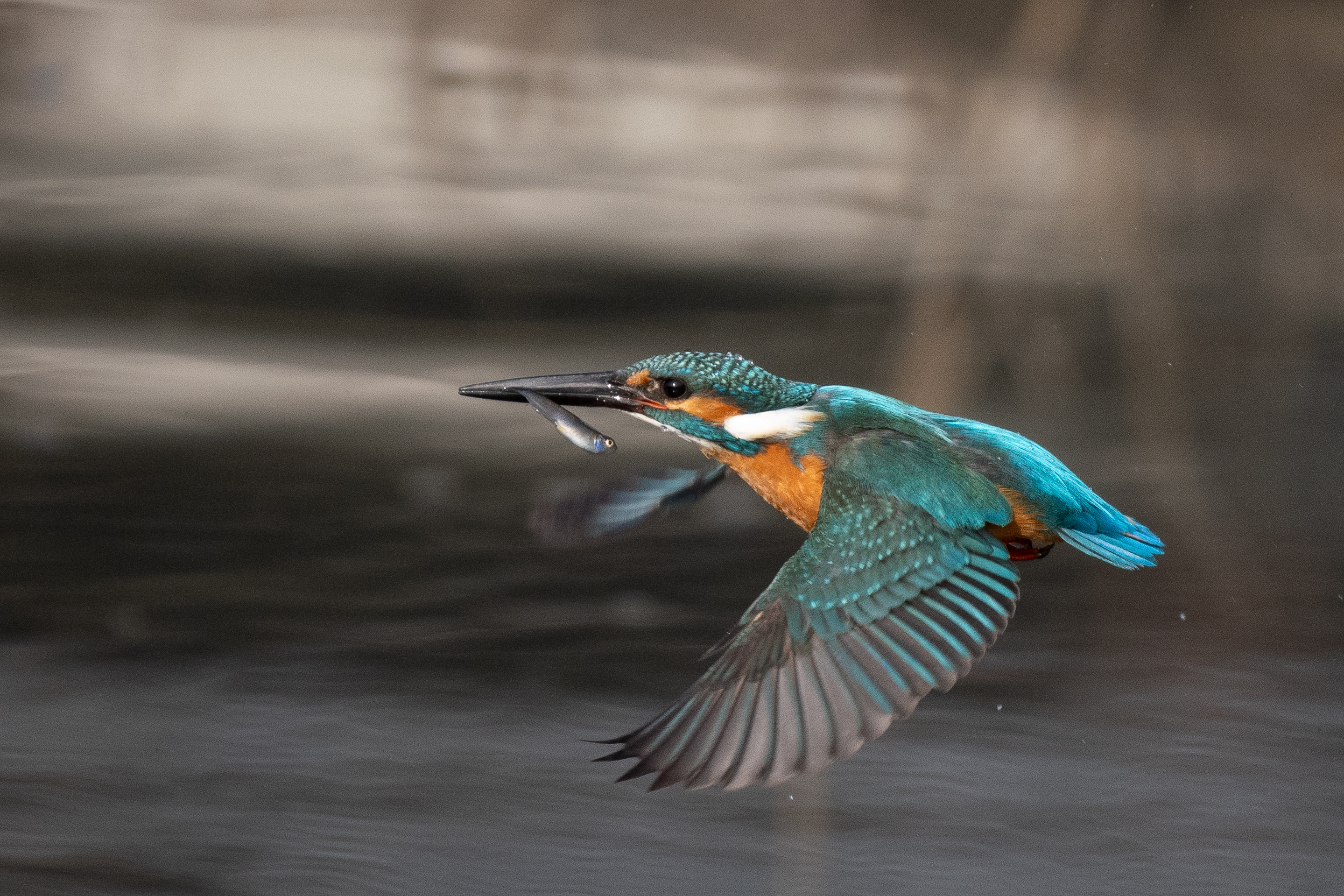 【美品】ニコン Nikon FE Ai-s 35-105mm F3.5-4.5 コミュレビ」「エブリバディ・コンシェルジュ」｜マップカメラ｜日本