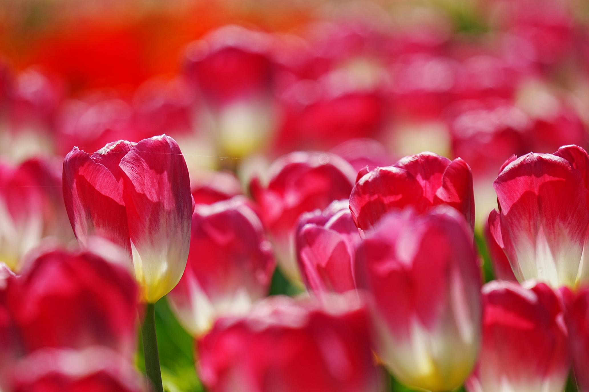 コミュレビ」「エブリバディ・コンシェルジュ」｜マップカメラ