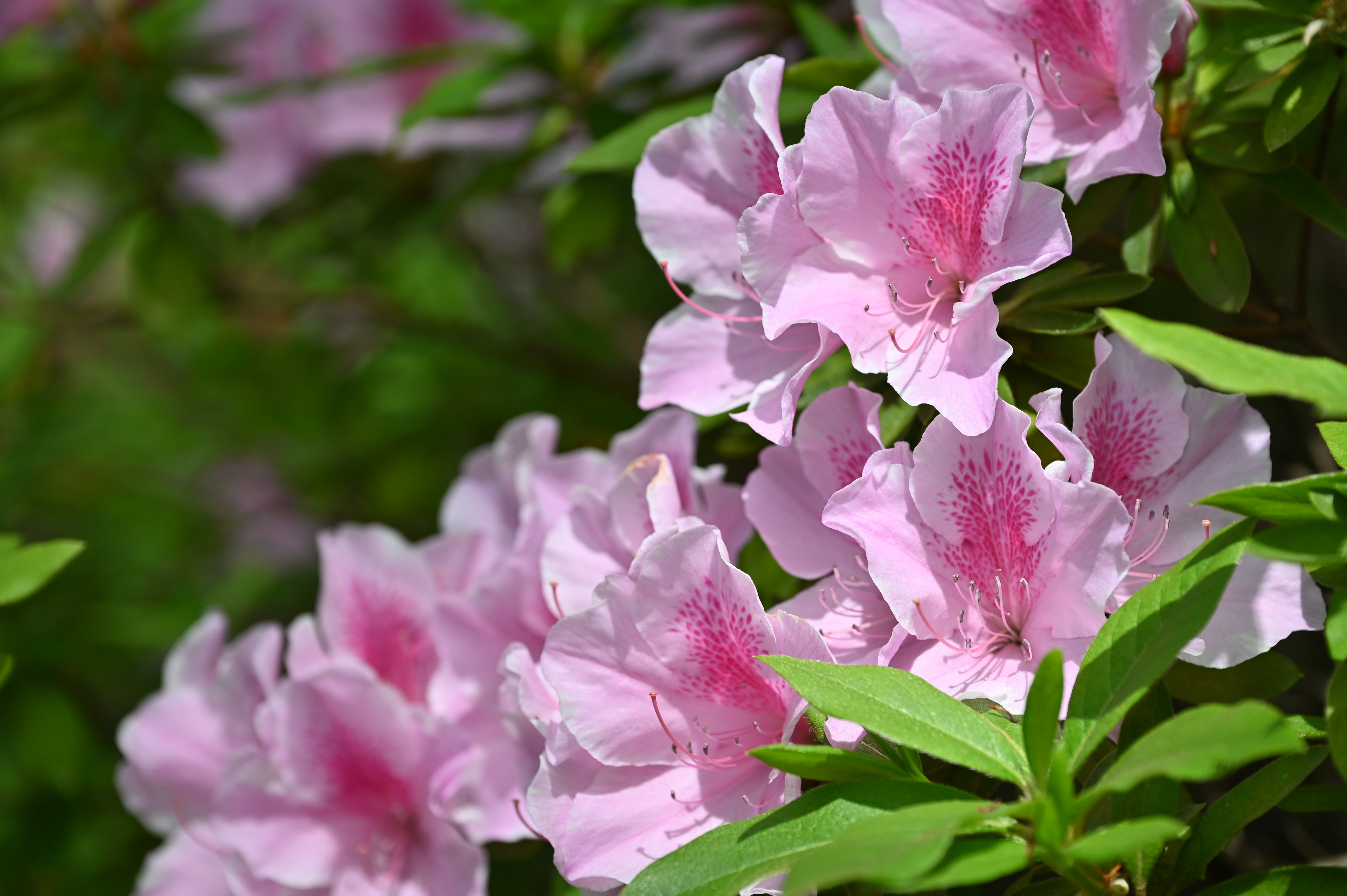 コミュレビ」「エブリバディ・コンシェルジュ」｜マップカメラ