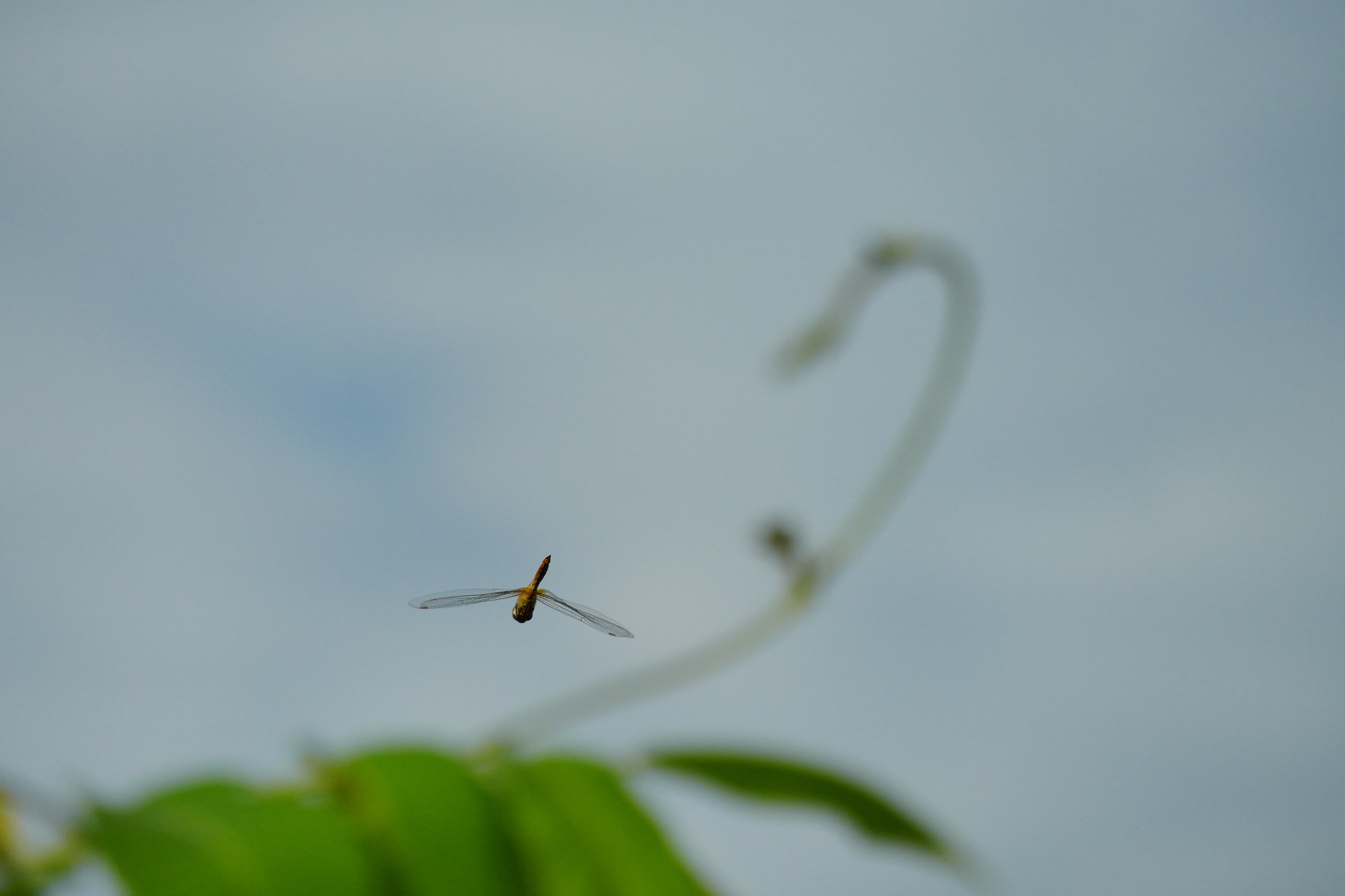 【未使用】Nikon NIKKOR Z DX 16-50mm f/3.5-6.3 三菱 三菱 EL-SL20023W/W 1HN スポットライト 固定出力 電源