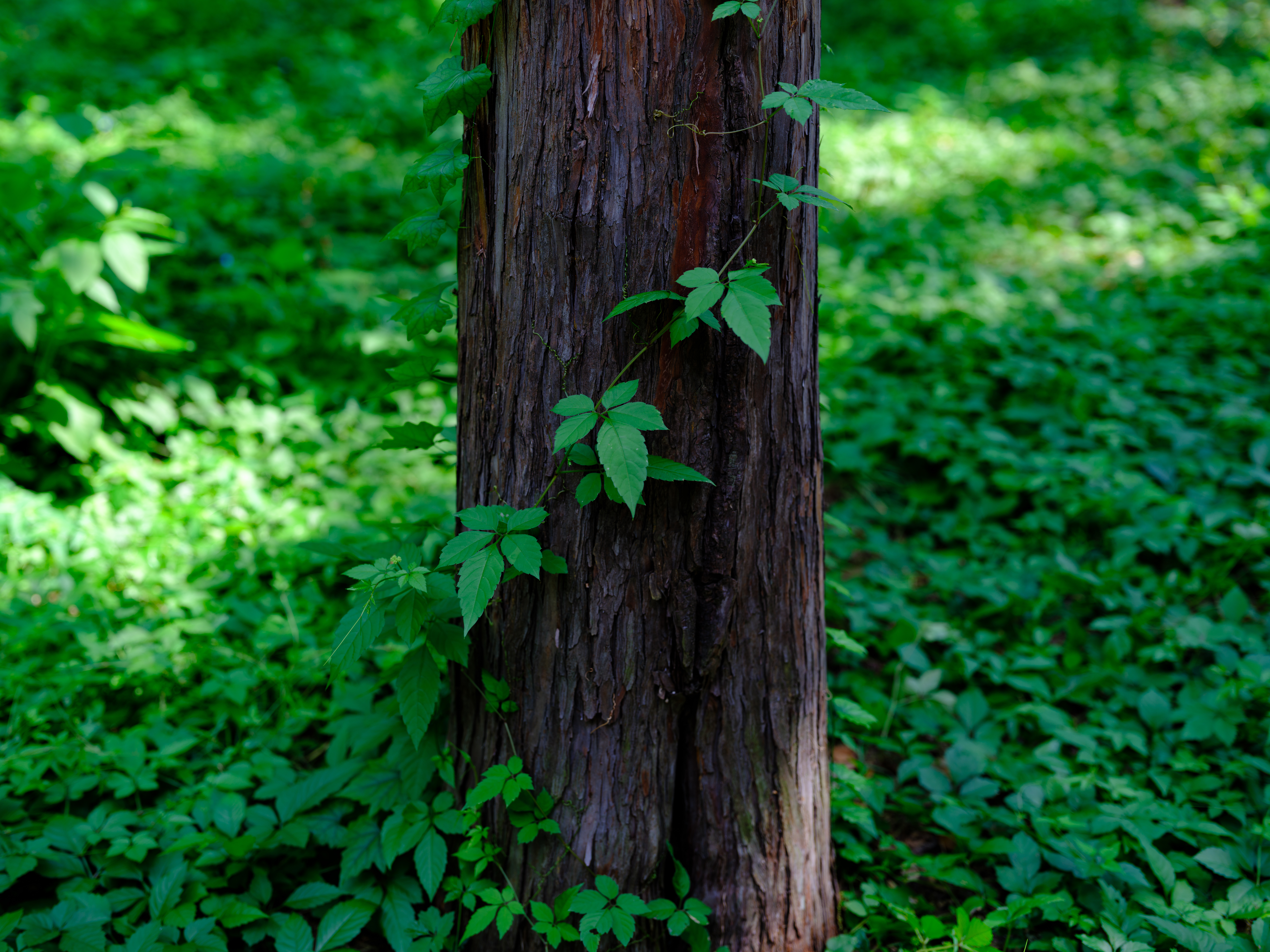 レンズ(ズーム) CANON EF 70-300mm F4.5-5.6 DO IS USM 3149h45lFbL.jpg_BO30,255,255,