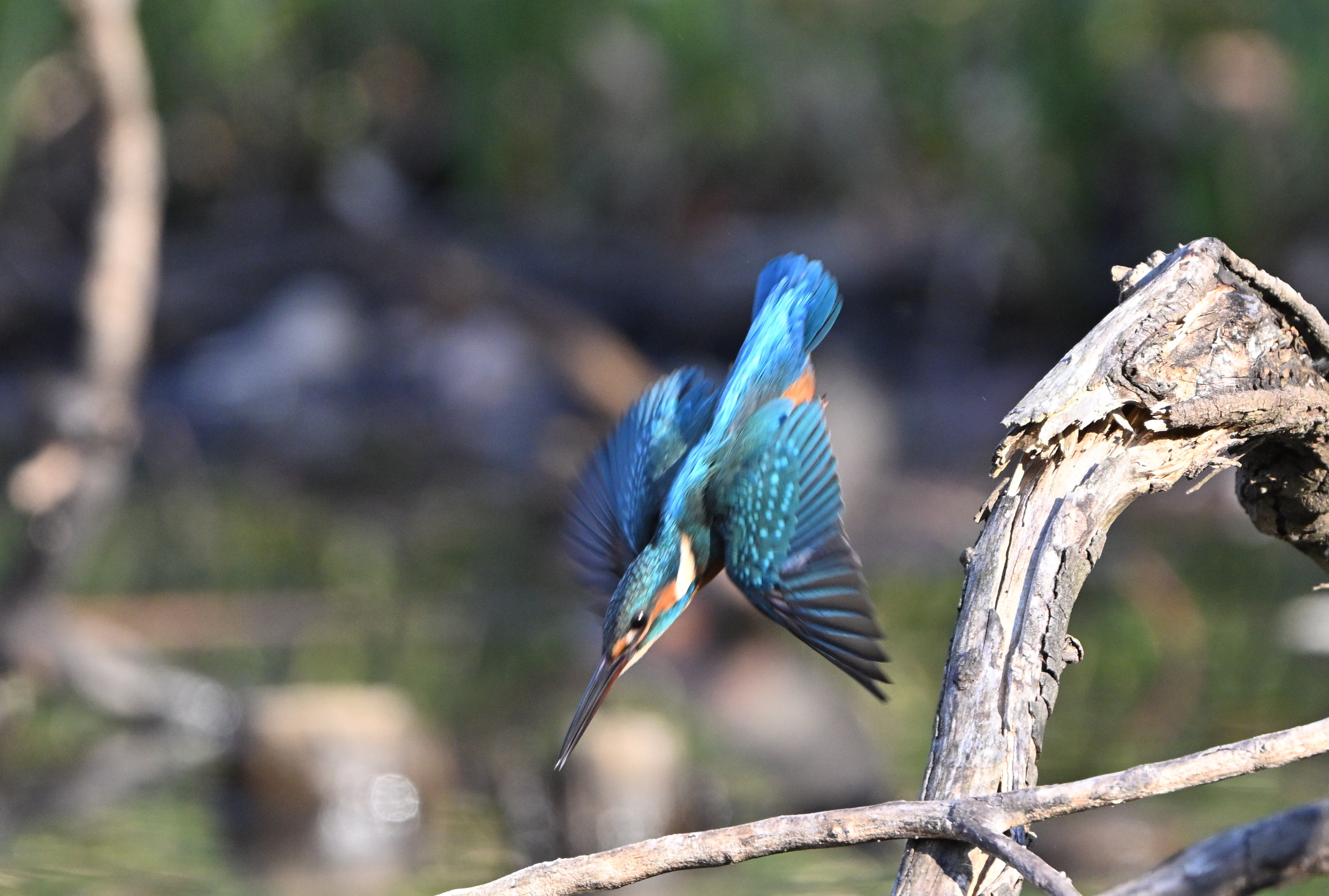 TAMRON 18-400mm F/3.5-6.3 Di Ⅱ VC Nikon用 アサヒカメラのバックナンバー (2ページ目 30件表示) | 雑誌