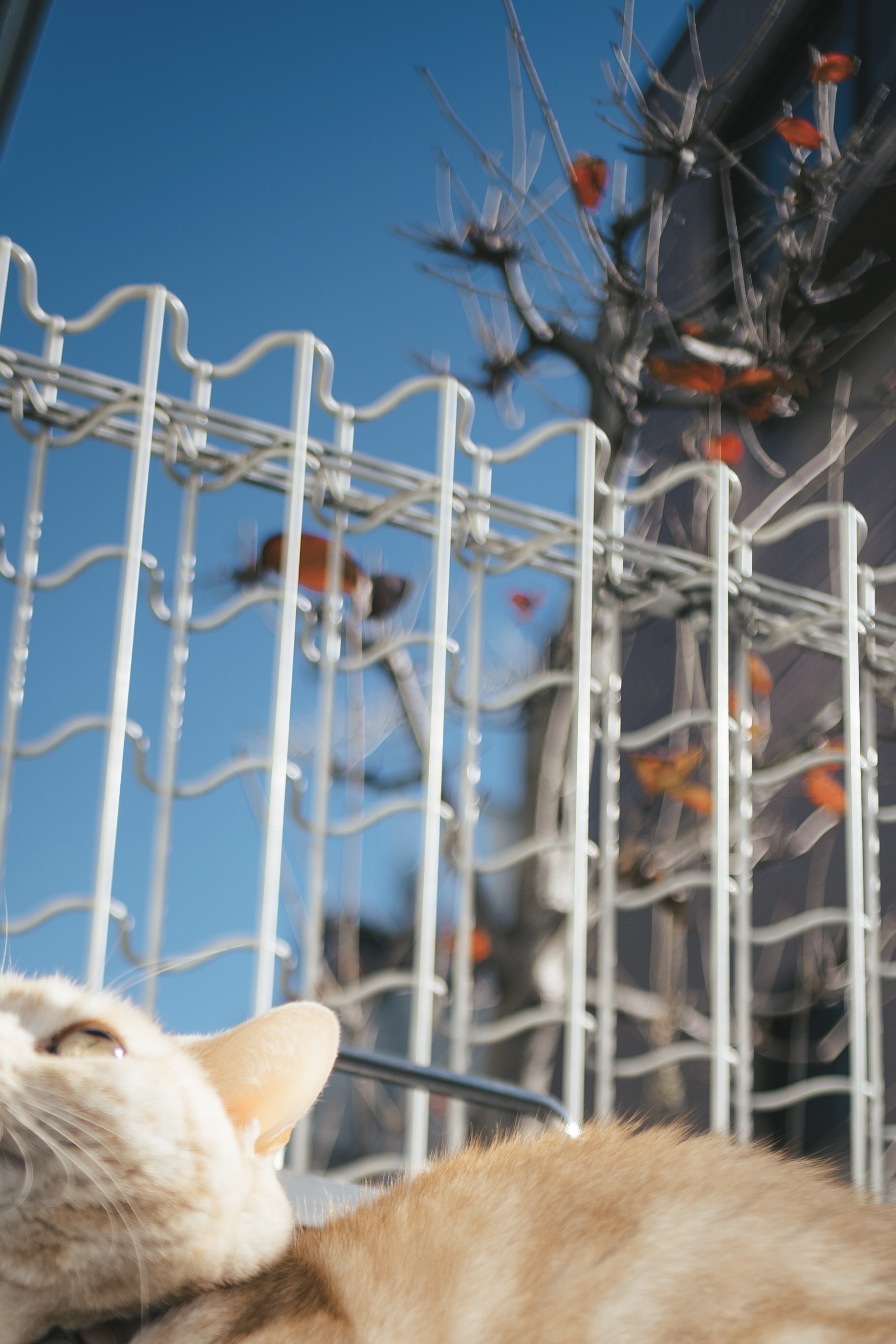 タムロン TAMRON 18-200mm F3.5-6.3 Di III VC Amazon.co.jp: TAMRON 高倍率ズームレンズ 18-200mm F3.5-6.3