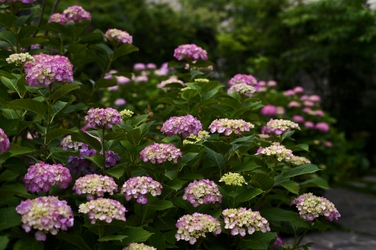 Canon　RF100-400ｍｍ F5.6-8