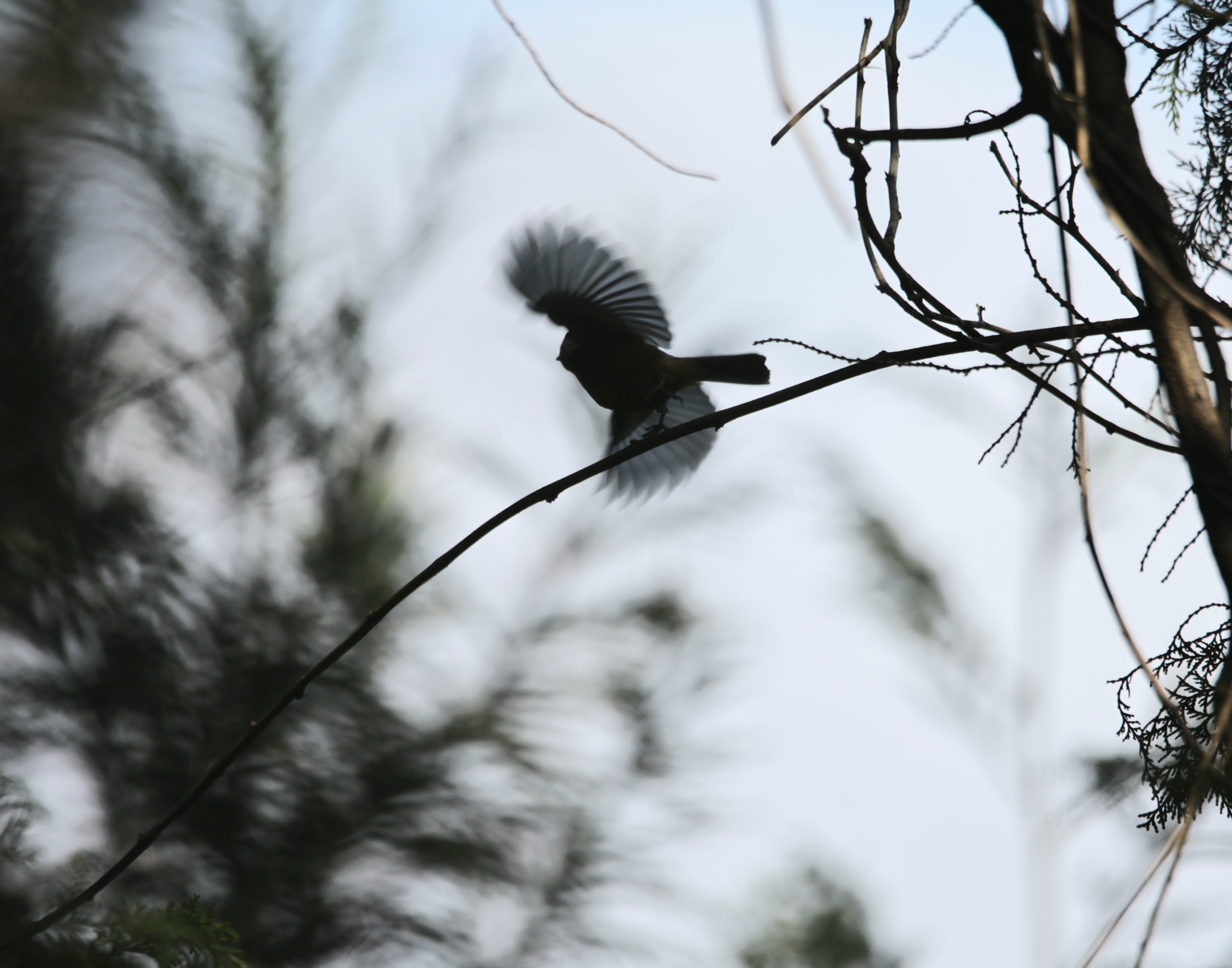 Opteka 6.5mm f/3.5 fish-eye 単焦点魚眼レンズ コミュレビ」「エブリバディ・コンシェルジュ」｜マップカメラ