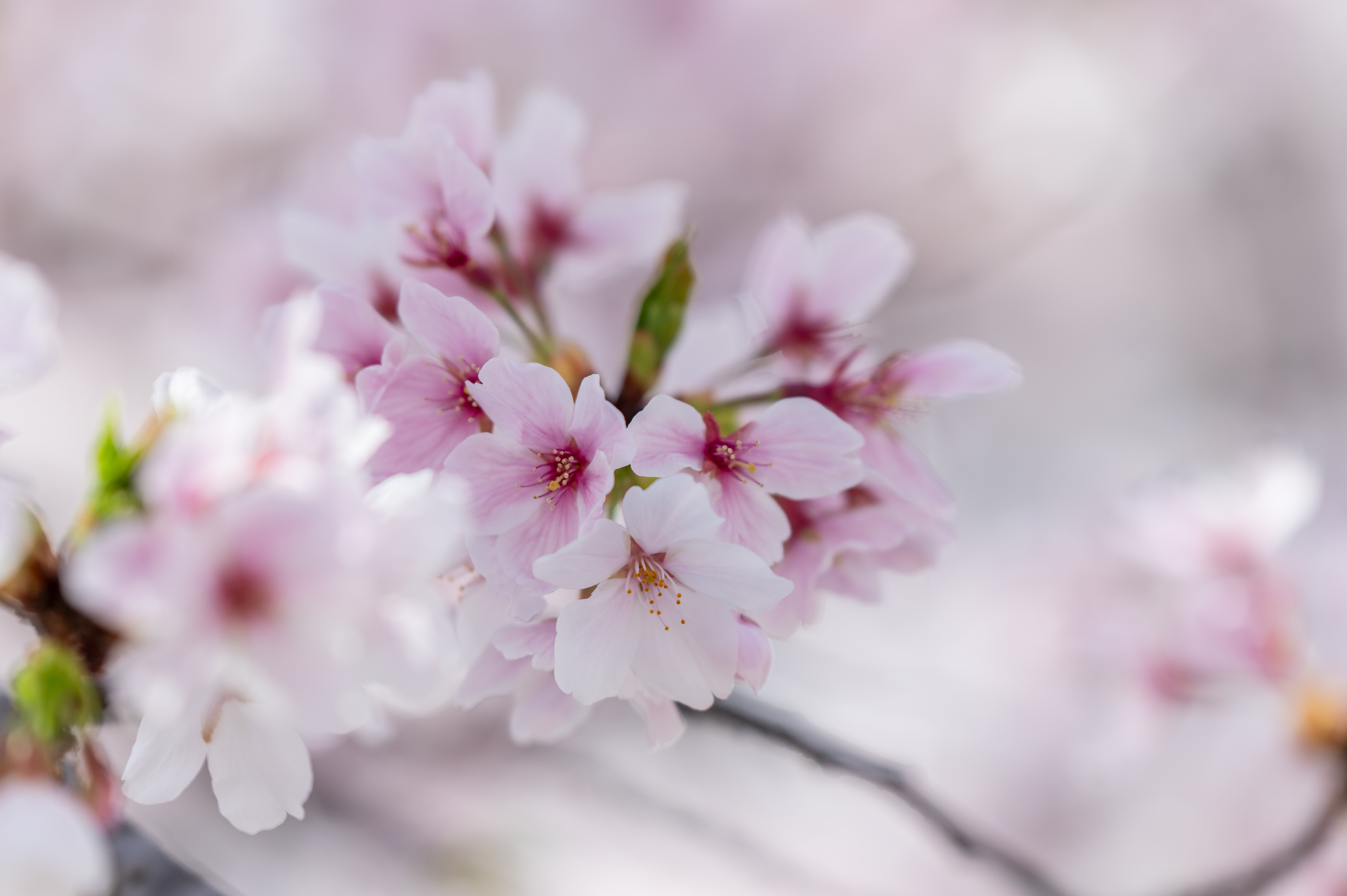 コミュレビ」「エブリバディ・コンシェルジュ」｜マップカメラ｜日本