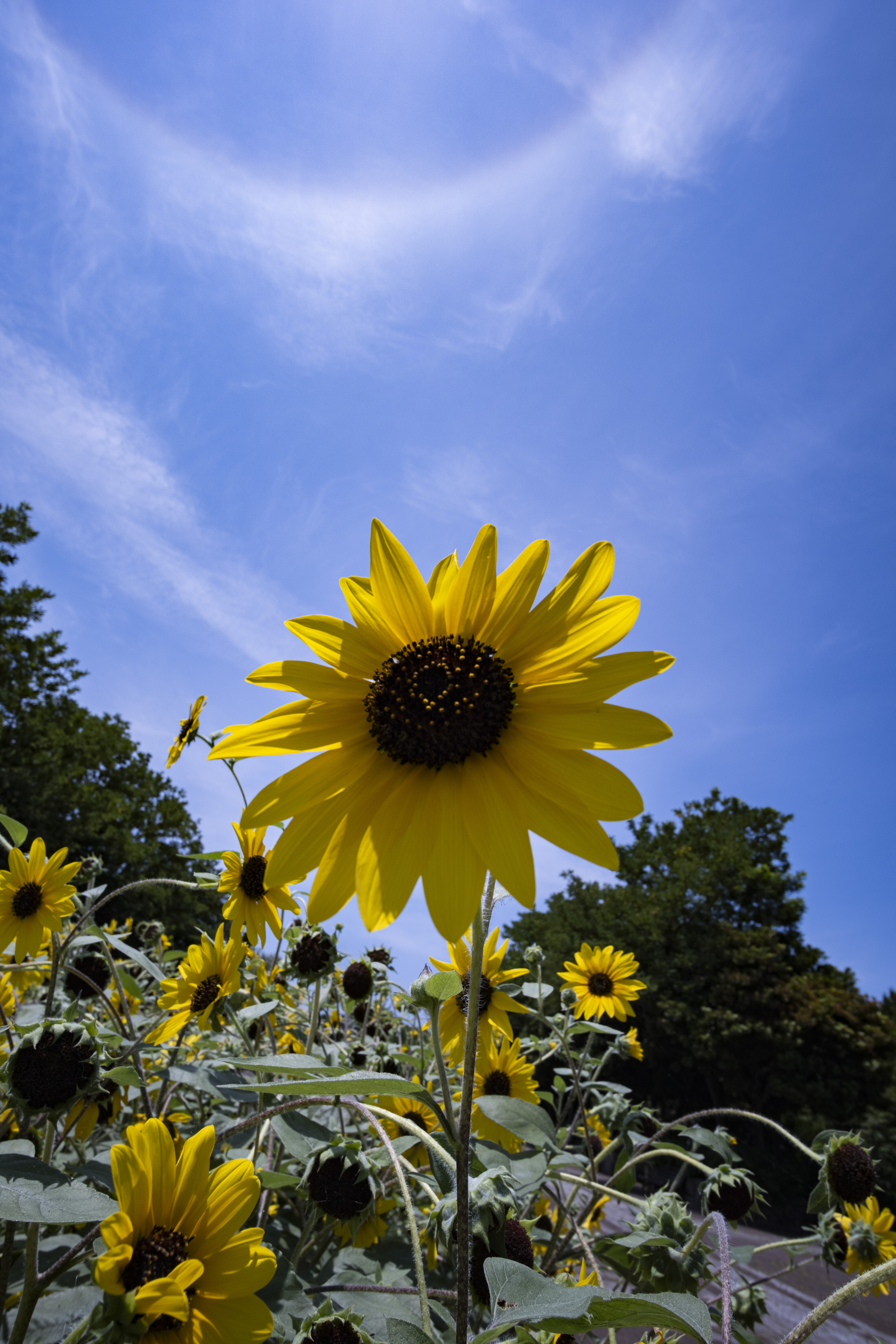 その他 fringer EF-FX PRO II KIPON EOS-FX 0.7x 学園制服 ディアナフルール シークレット バトスピ 学園制服