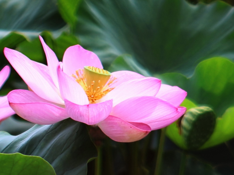 レンズ(ズーム) LUMIX G VARIO 12-60mm/F3.5-5.6 ASPH. コミュレビ」「エブリバディ・コンシェルジュ」｜マップカメラ