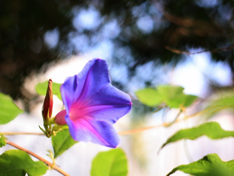 レンズ(ズーム) LUMIX G VARIO 12-60mm/F3.5-5.6 ASPH. コミュレビ」「エブリバディ・コンシェルジュ」｜マップカメラ