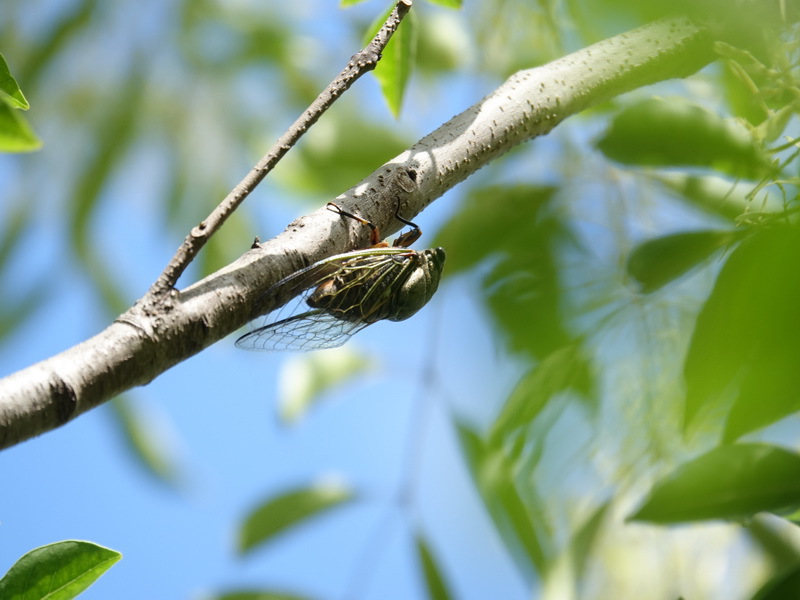 良品 LUMIX G VARIO 14-140mm F3.5-5.6 ASPH. コミュレビ」「エブリバディ・コンシェルジュ」｜マップカメラ｜日本