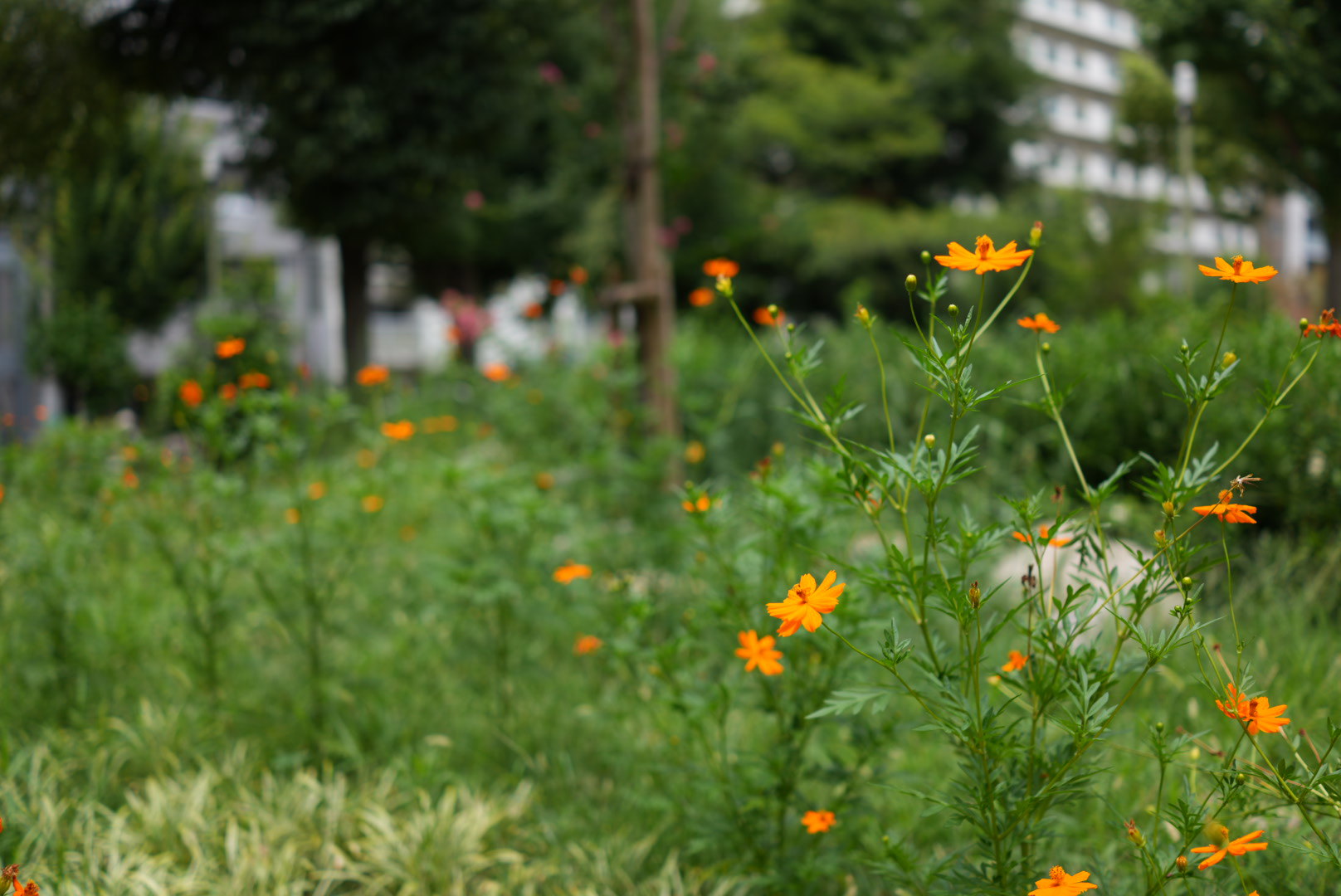 コミュレビ」「エブリバディ・コンシェルジュ」｜マップカメラ｜日本