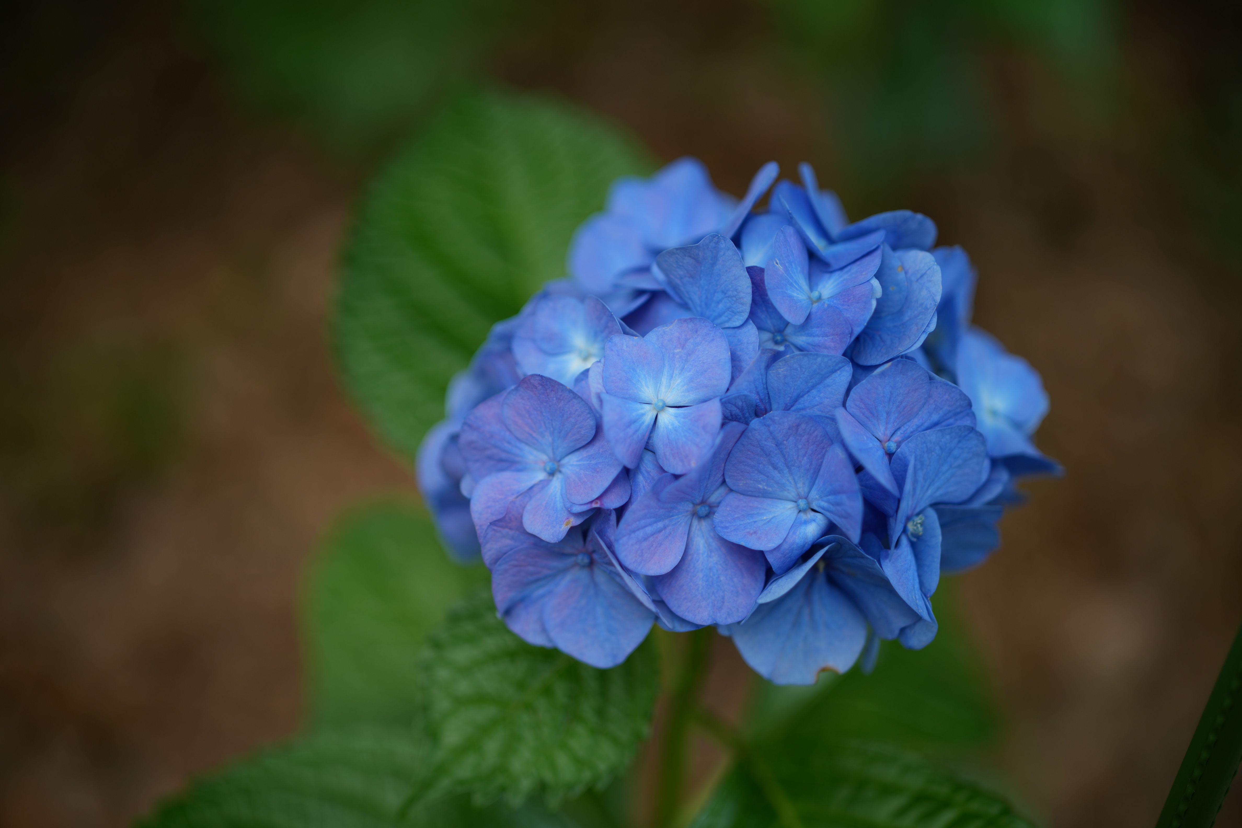 レンズ(ズーム) Canon RF100-400mm F5.6-8 IS USM 新品)SIGMA (シグマ) Sports 70-200mm F2.8 DG DN OS (ライカSL