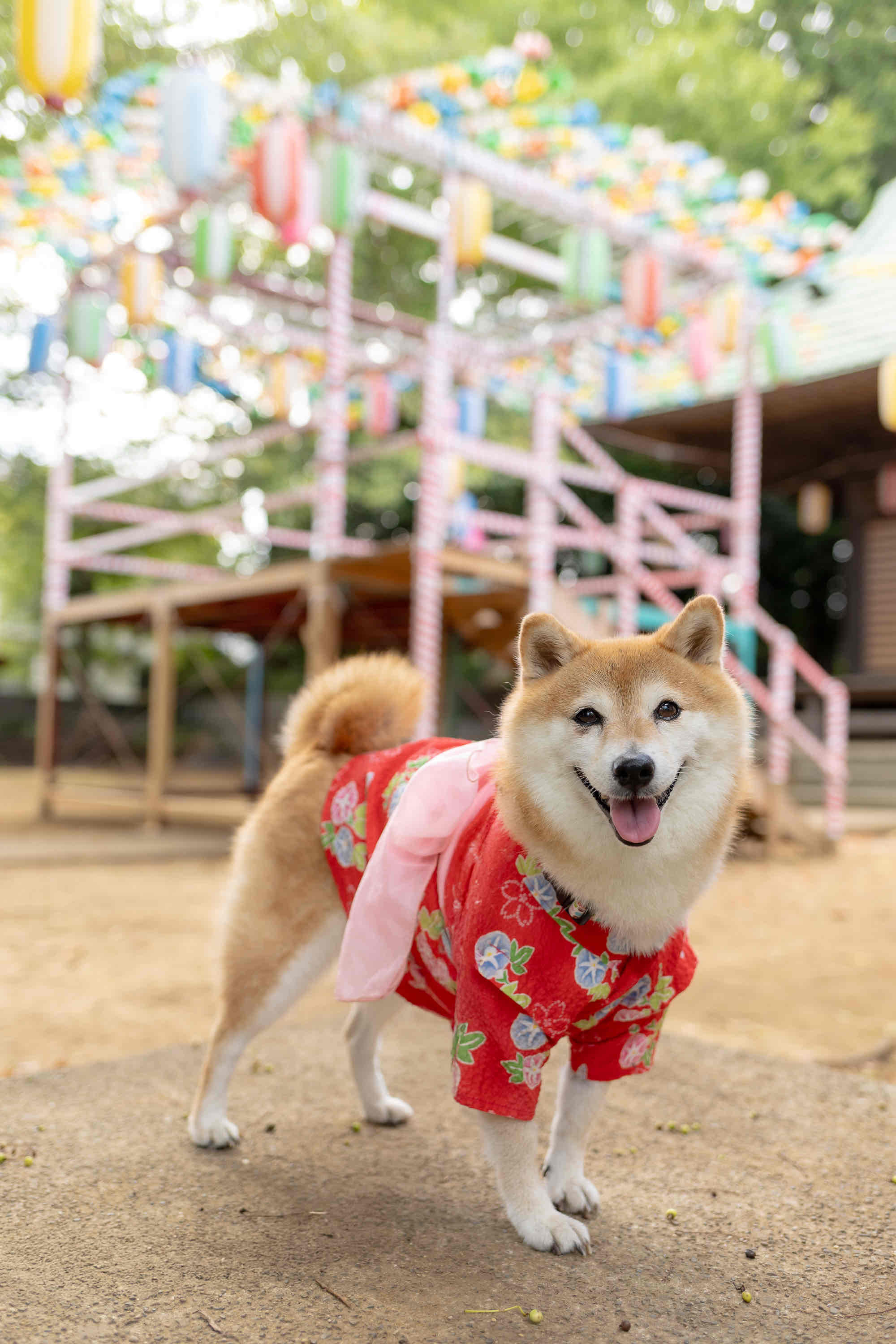 コミュレビ」「エブリバディ・コンシェルジュ」｜マップカメラ｜日本