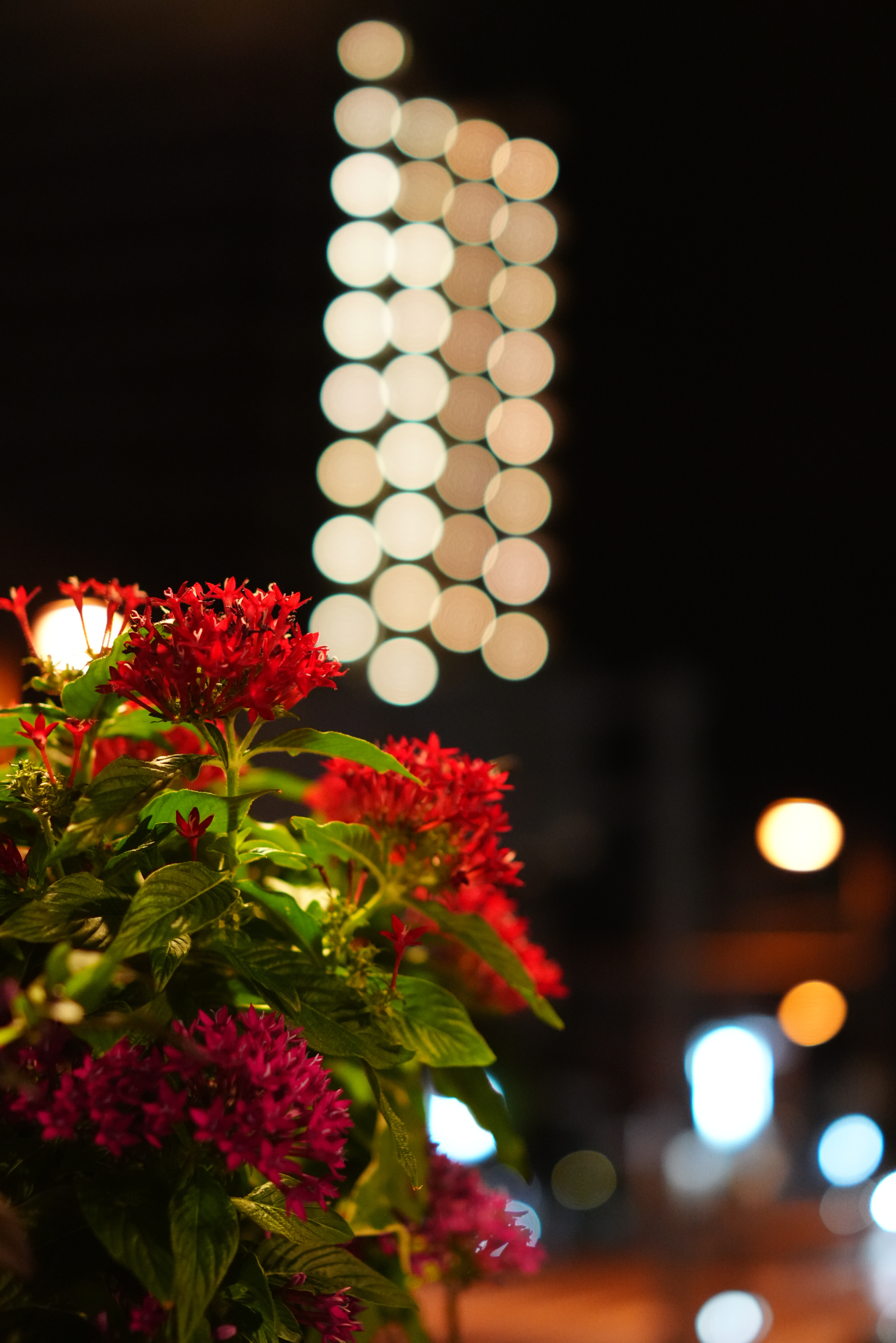 コミュレビ」「エブリバディ・コンシェルジュ」｜マップカメラ｜日本