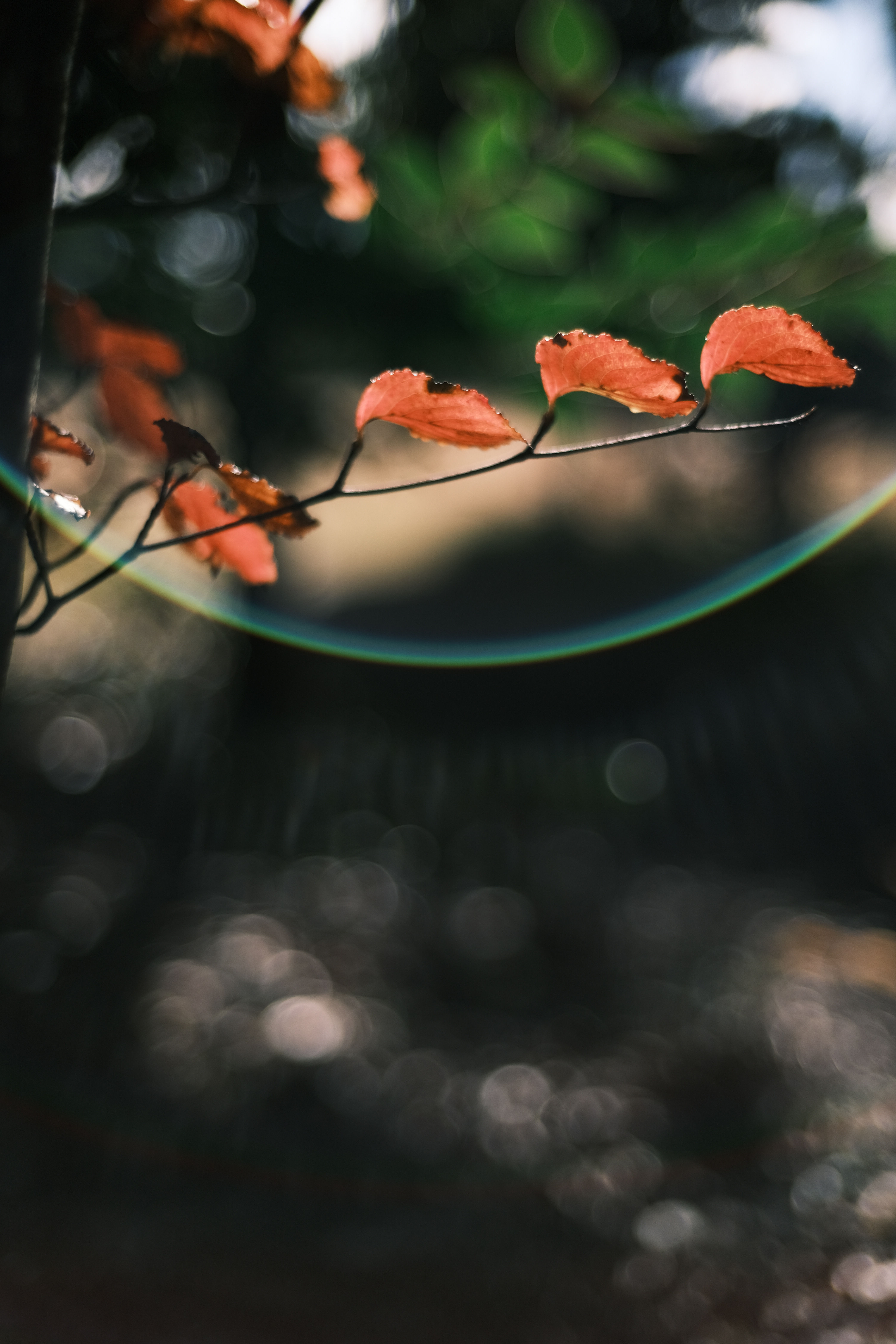 コミュレビ」「エブリバディ・コンシェルジュ」｜マップカメラ｜日本