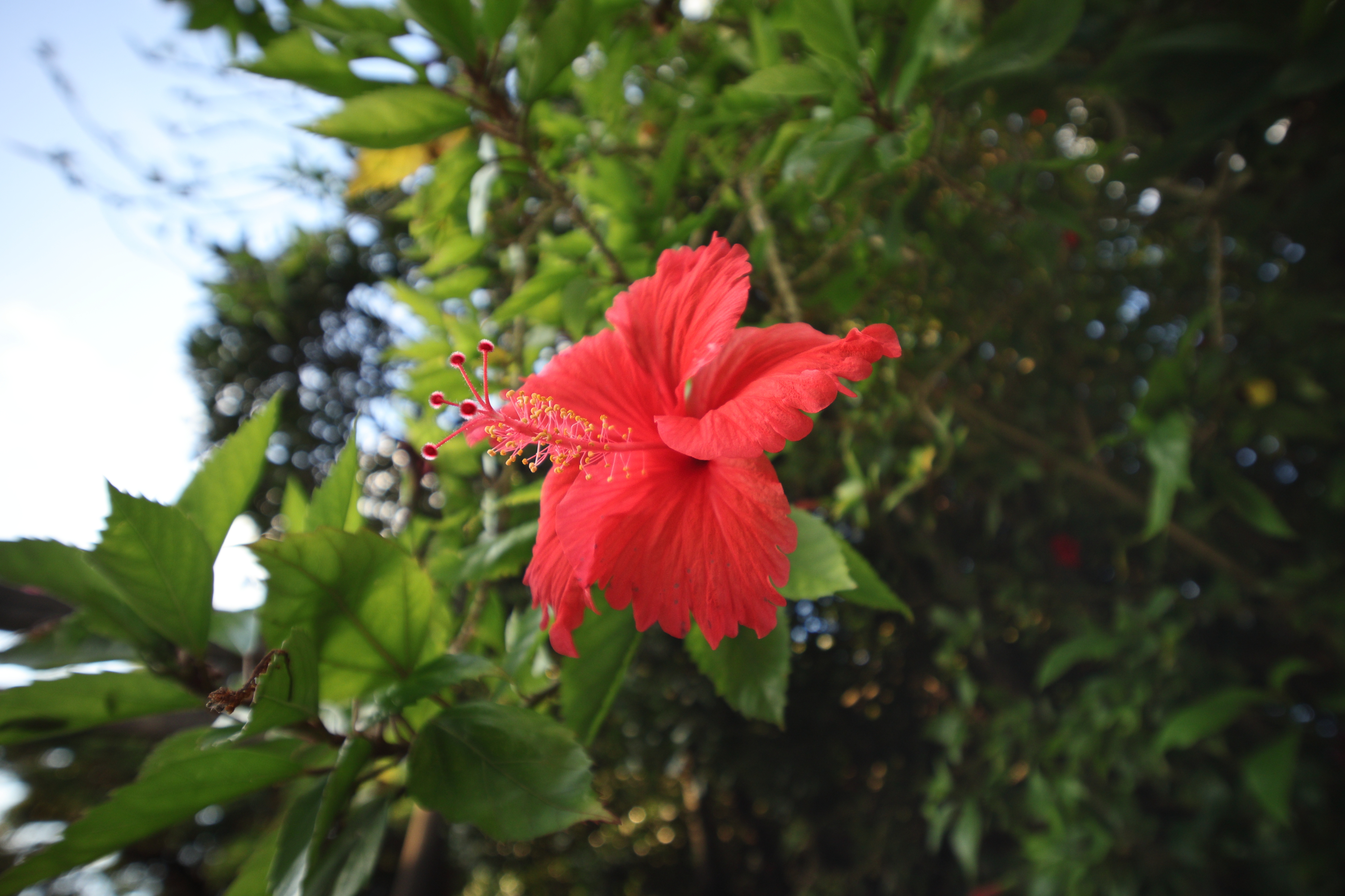 コミュレビ」「エブリバディ・コンシェルジュ」｜マップカメラ｜日本