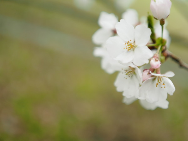 コミュレビ」「エブリバディ・コンシェルジュ」｜マップカメラ｜日本