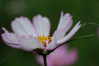 コミュレビ」「エブリバディ・コンシェルジュ」｜マップカメラ｜日本