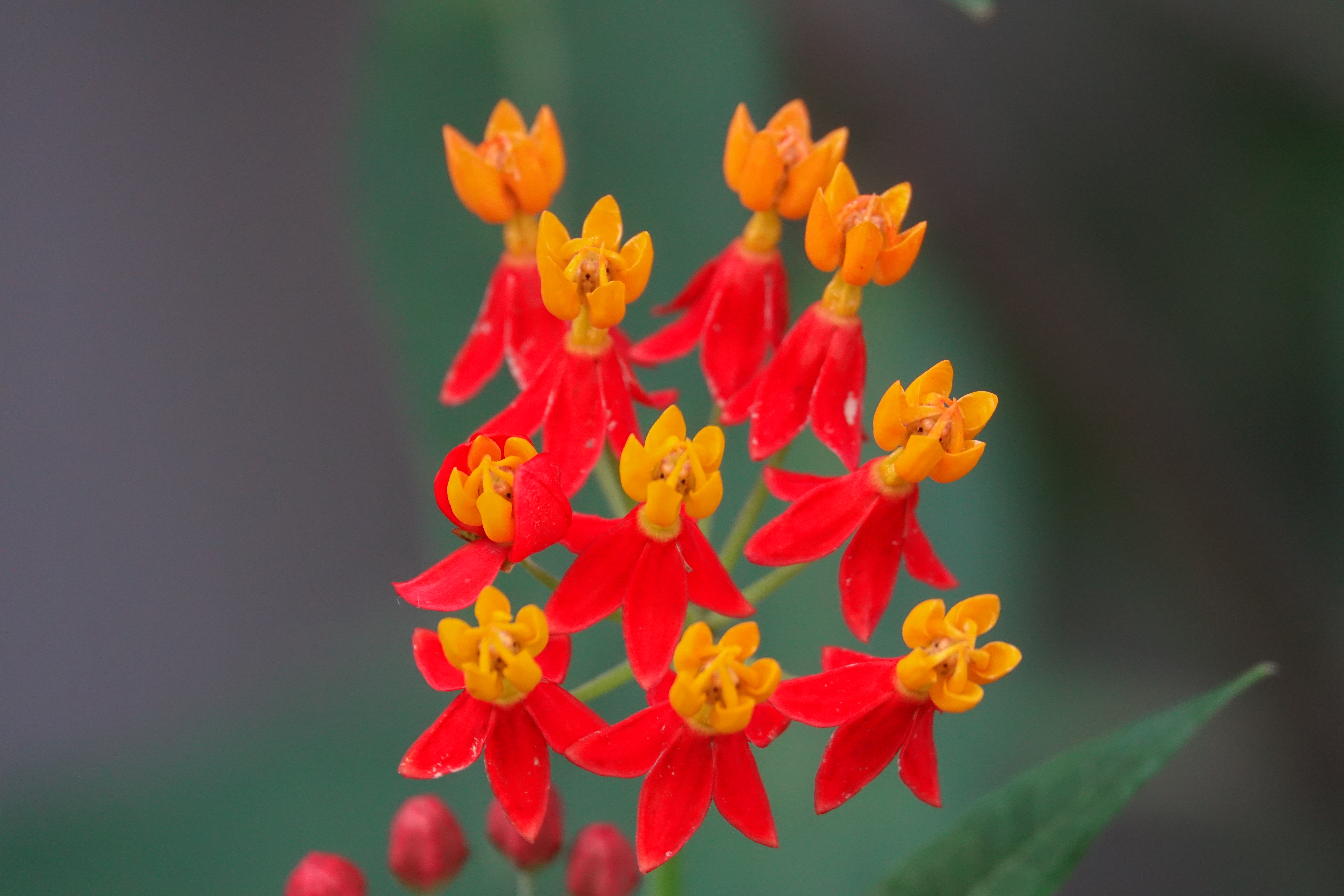 コミュレビ」「エブリバディ・コンシェルジュ」｜マップカメラ｜日本