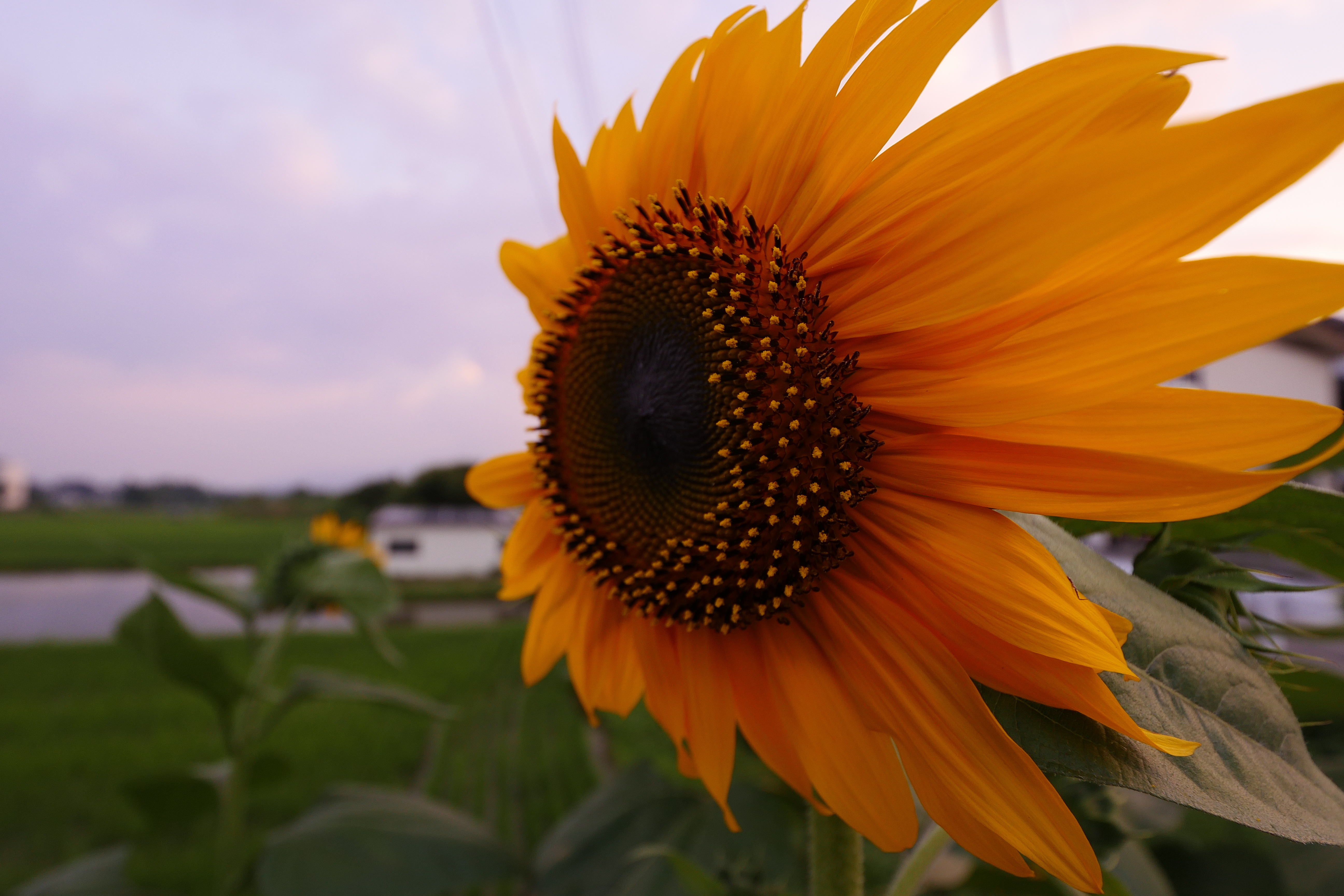 コミュレビ」「エブリバディ・コンシェルジュ」｜マップカメラ｜日本