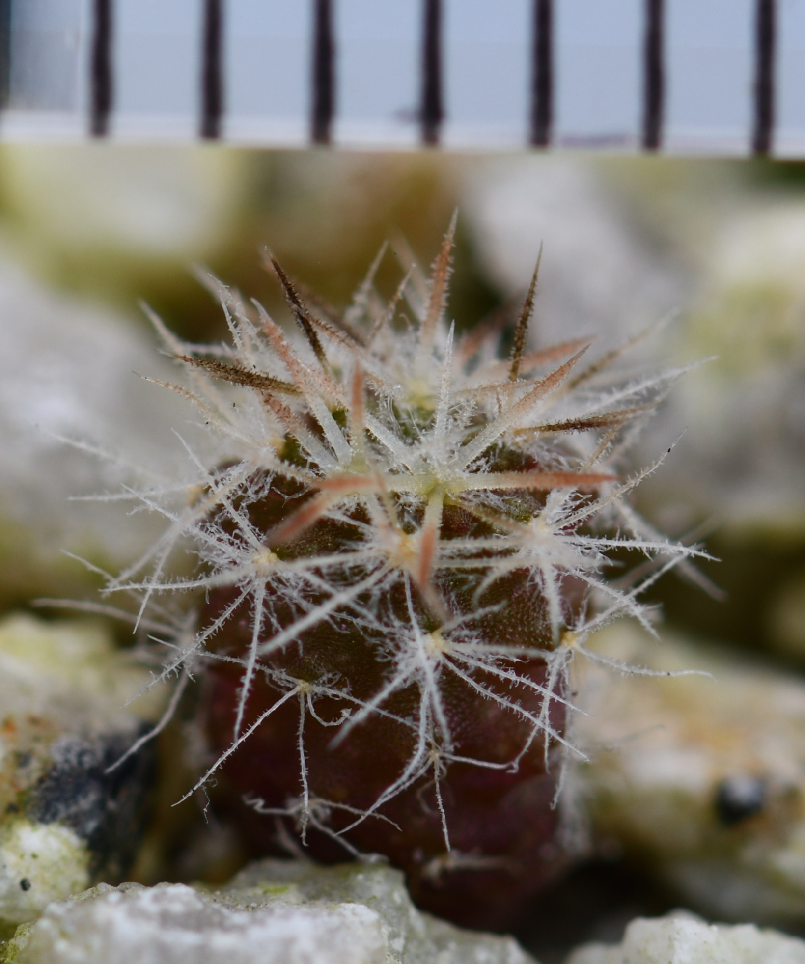 コミュレビ」「エブリバディ・コンシェルジュ」｜マップカメラ｜日本