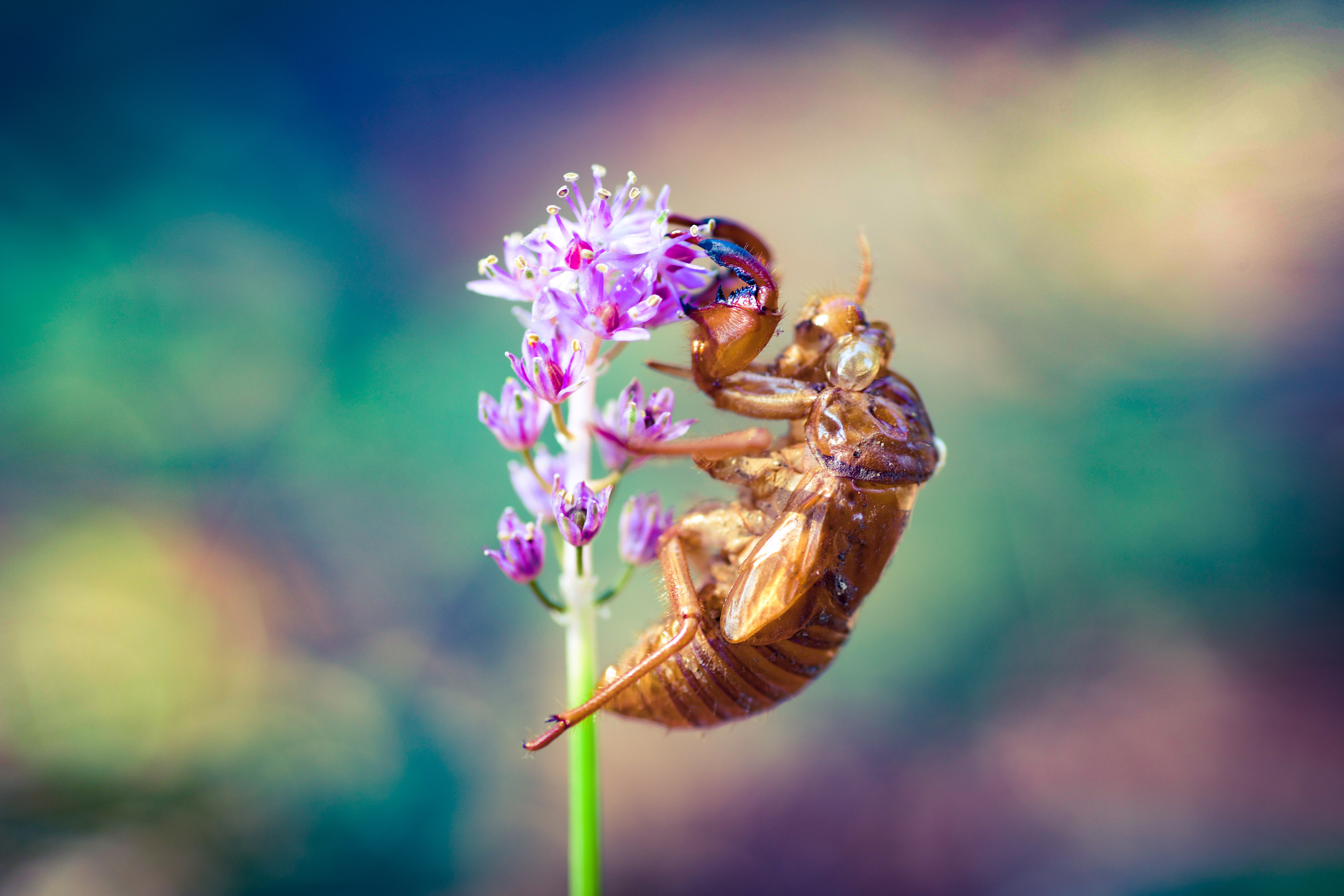 レンズ(単焦点) 7Artisans 7.5mm F2.8 FISH-EYE EF-M canon レンズフィルター クロスフィルター スノークロス 43mm 6本線タイプ