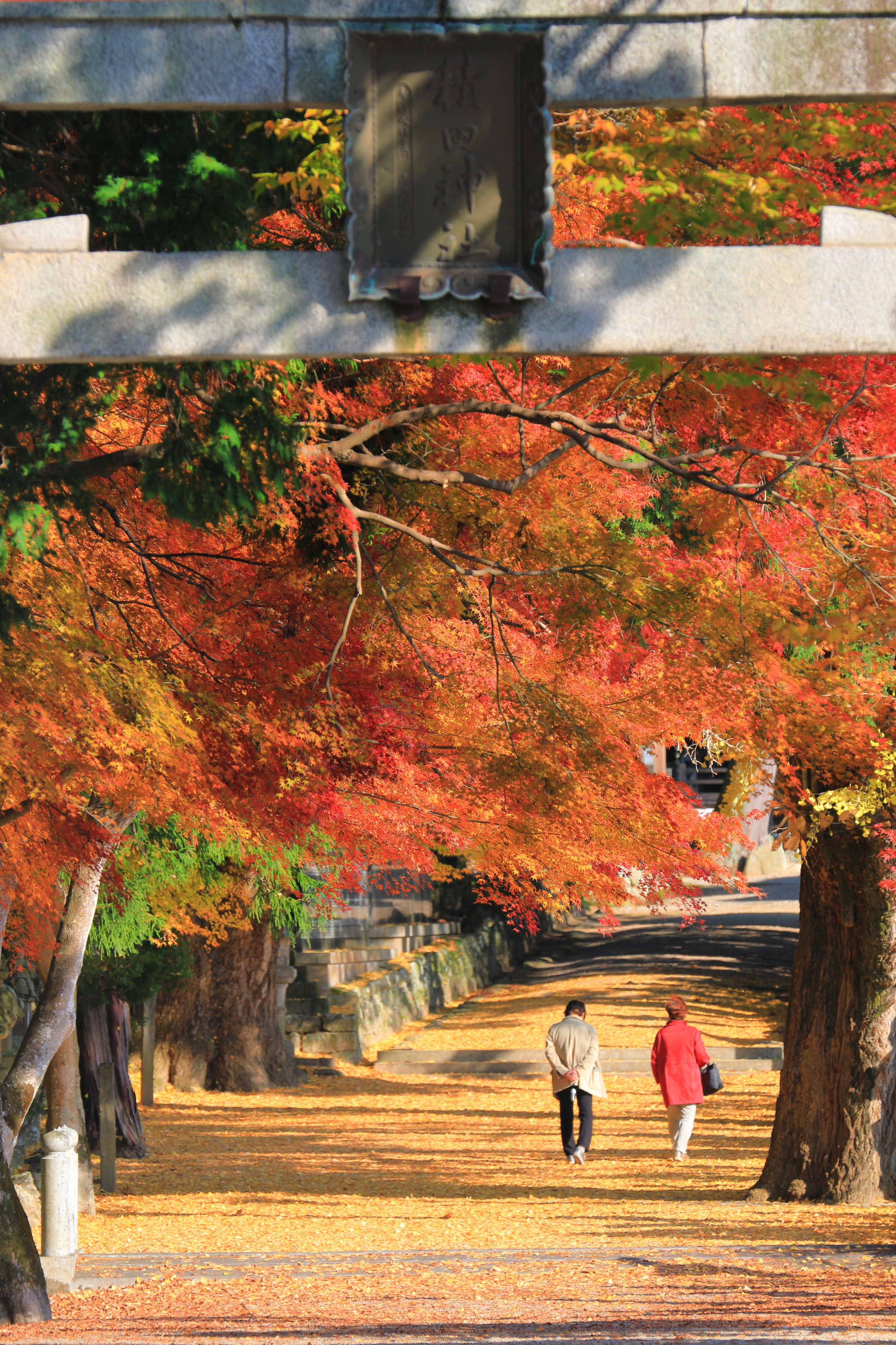 コミュレビ」「エブリバディ・コンシェルジュ」｜マップカメラ｜日本