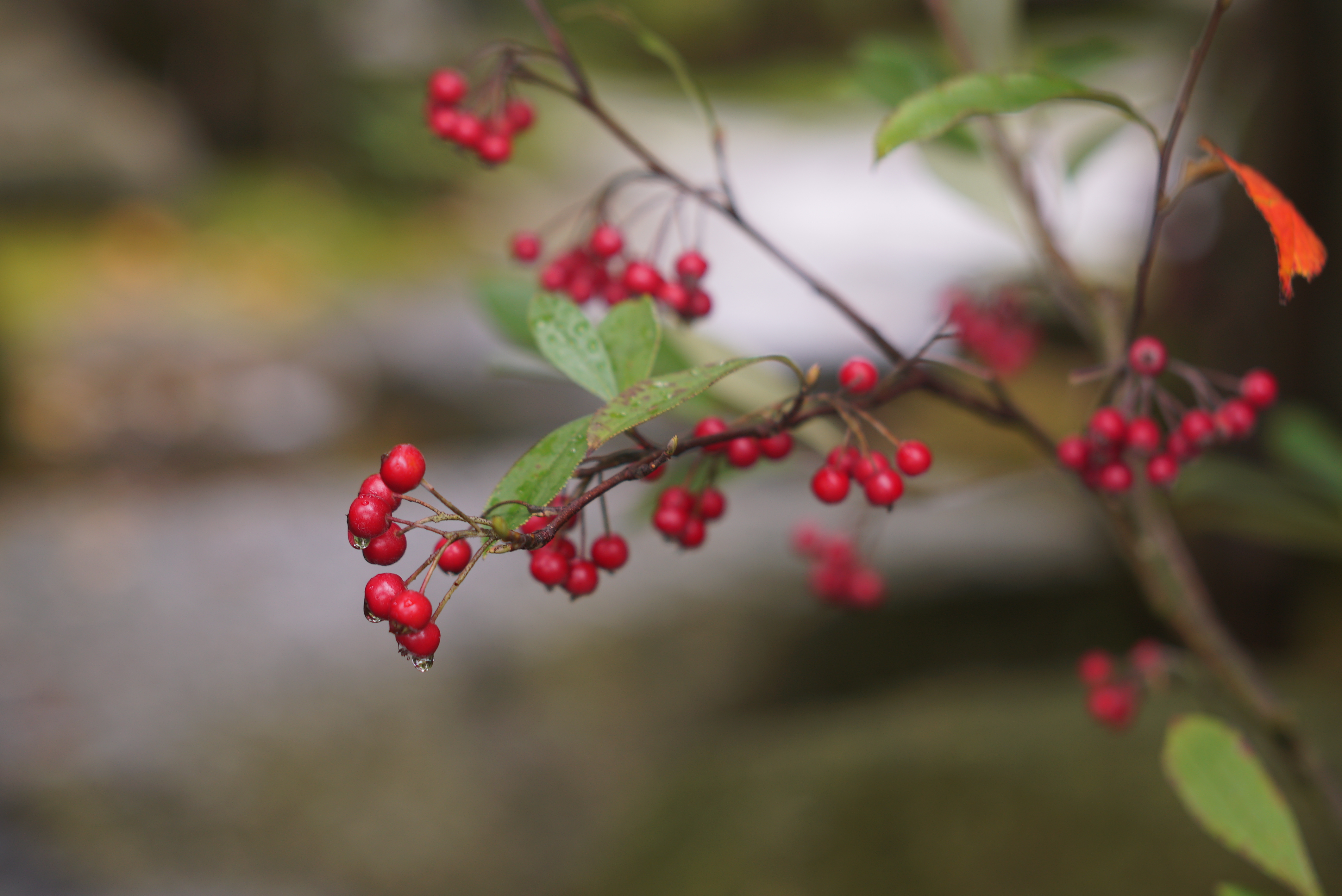 コミュレビ」「エブリバディ・コンシェルジュ」｜マップカメラ｜日本
