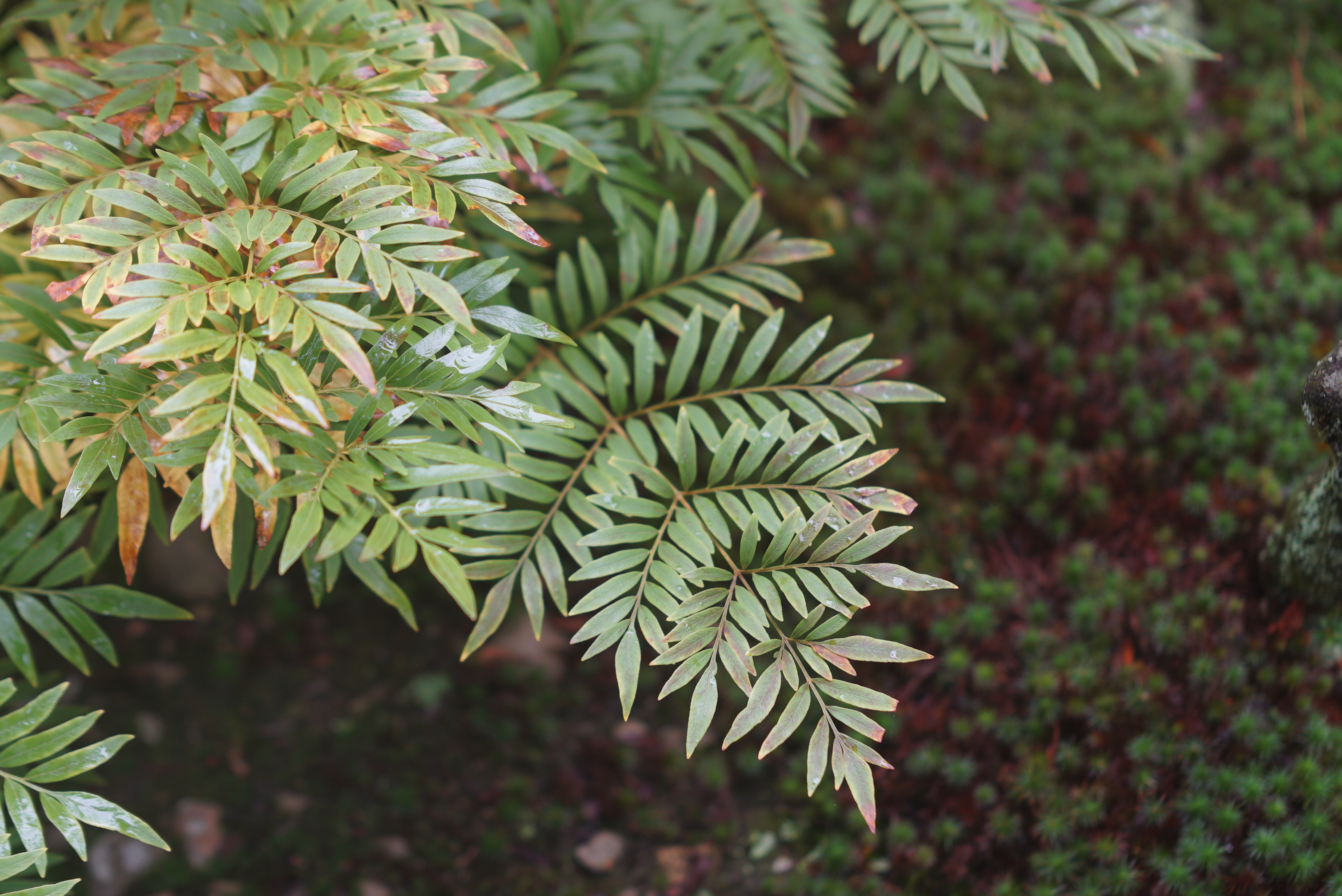 コミュレビ」「エブリバディ・コンシェルジュ」｜マップカメラ｜日本