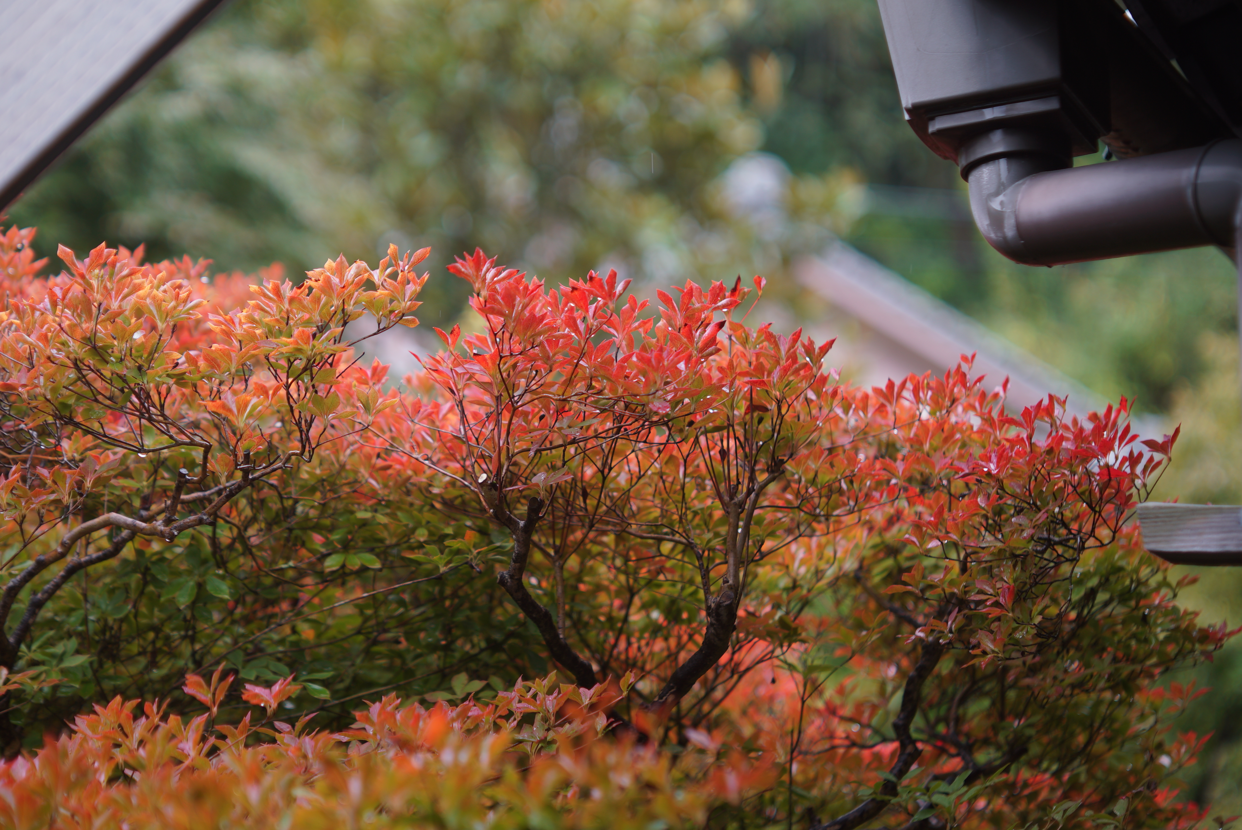 コミュレビ」「エブリバディ・コンシェルジュ」｜マップカメラ｜日本