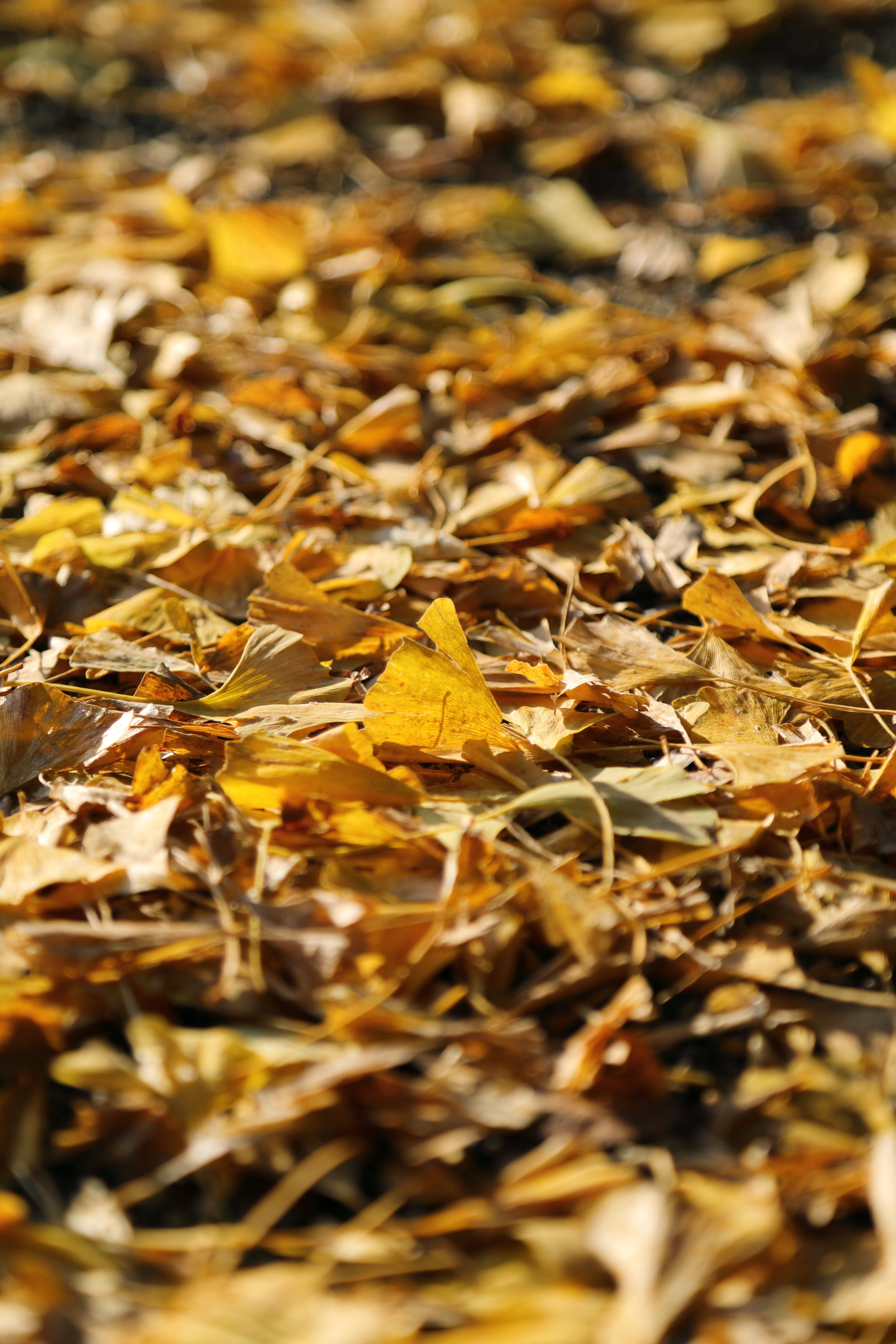 レンズ(ズーム) Nikon AF-S 18-200mm F3.5-5.6 G ED DX VR コミュレビ」「エブリバディ・コンシェルジュ」｜マップカメラ