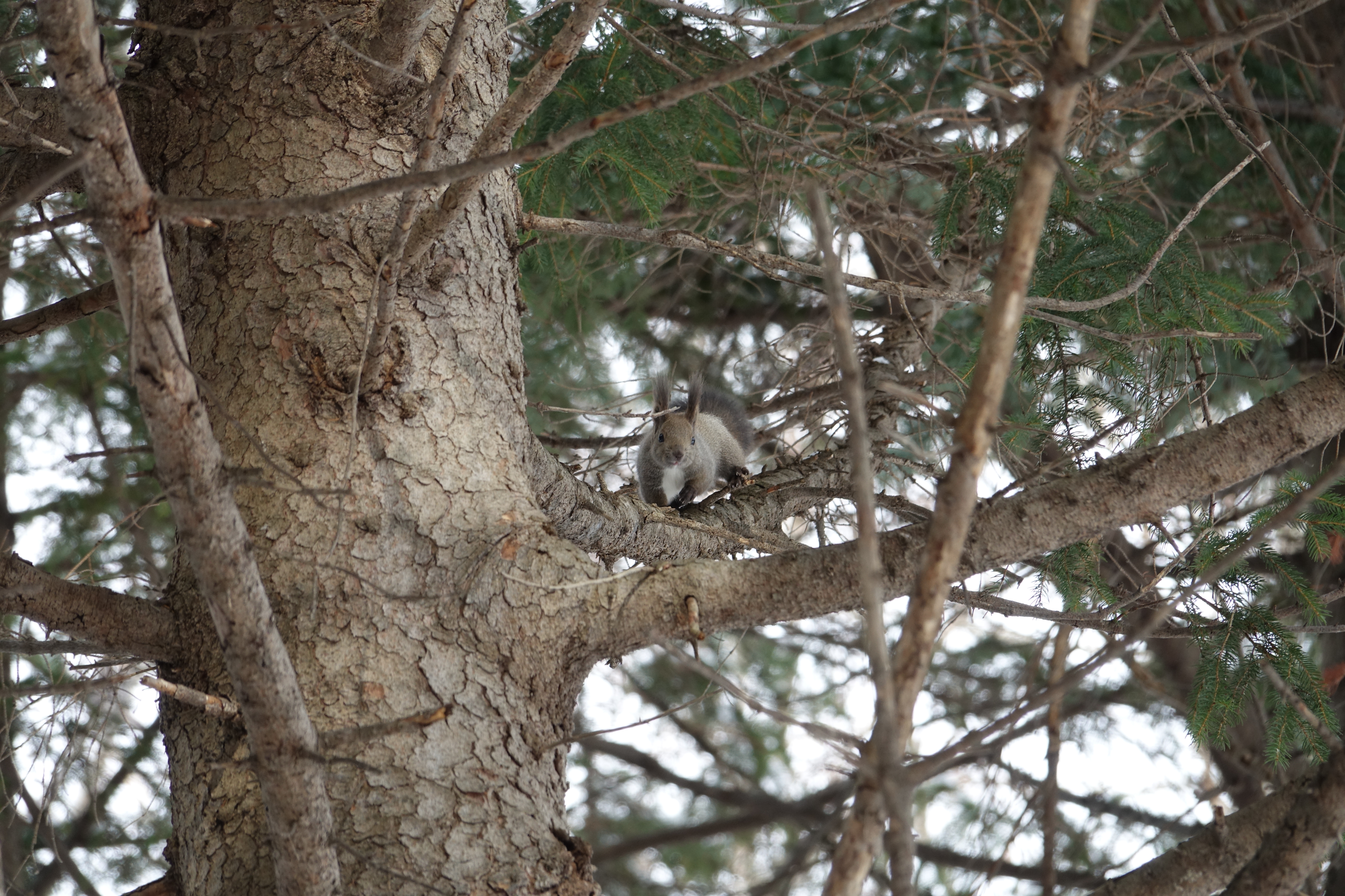 良品 LUMIX G VARIO 14-140mm F3.5-5.6 ASPH. コミュレビ」「エブリバディ・コンシェルジュ」｜マップカメラ｜日本