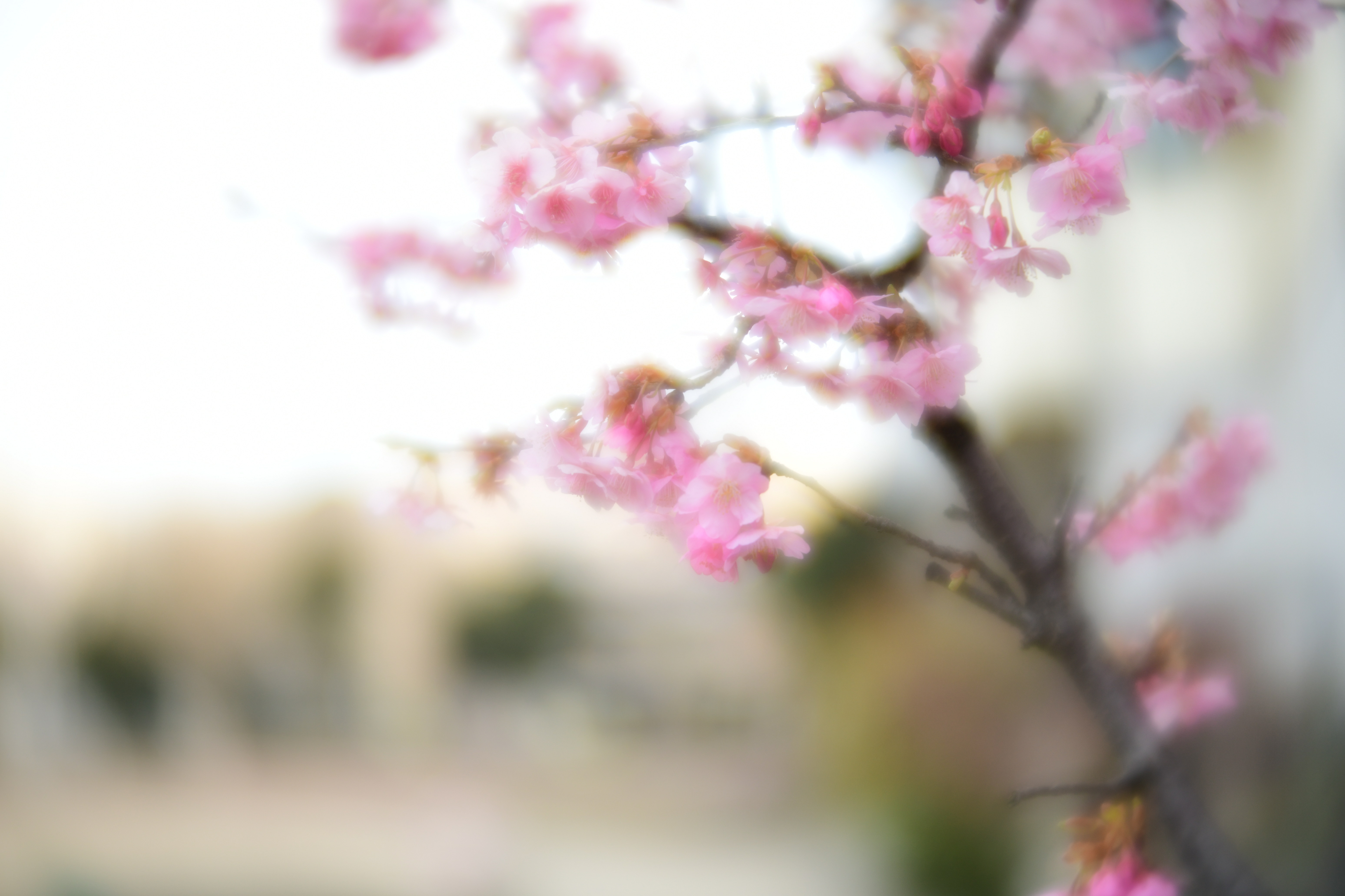 コミュレビ」「エブリバディ・コンシェルジュ」｜マップカメラ｜日本