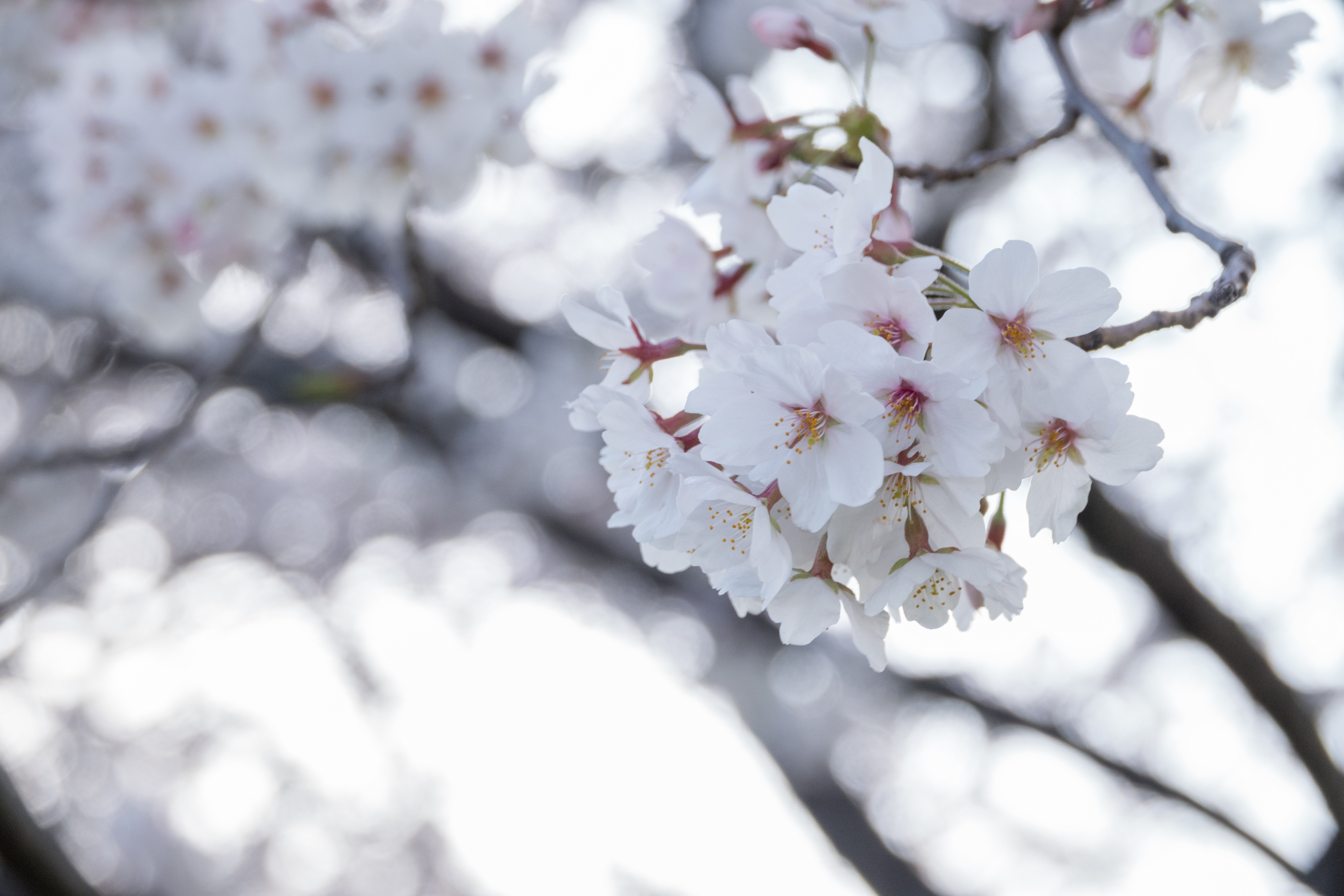 コミュレビ」「エブリバディ・コンシェルジュ」｜マップカメラ