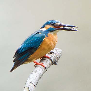 野鳥愛好家におすすめ！